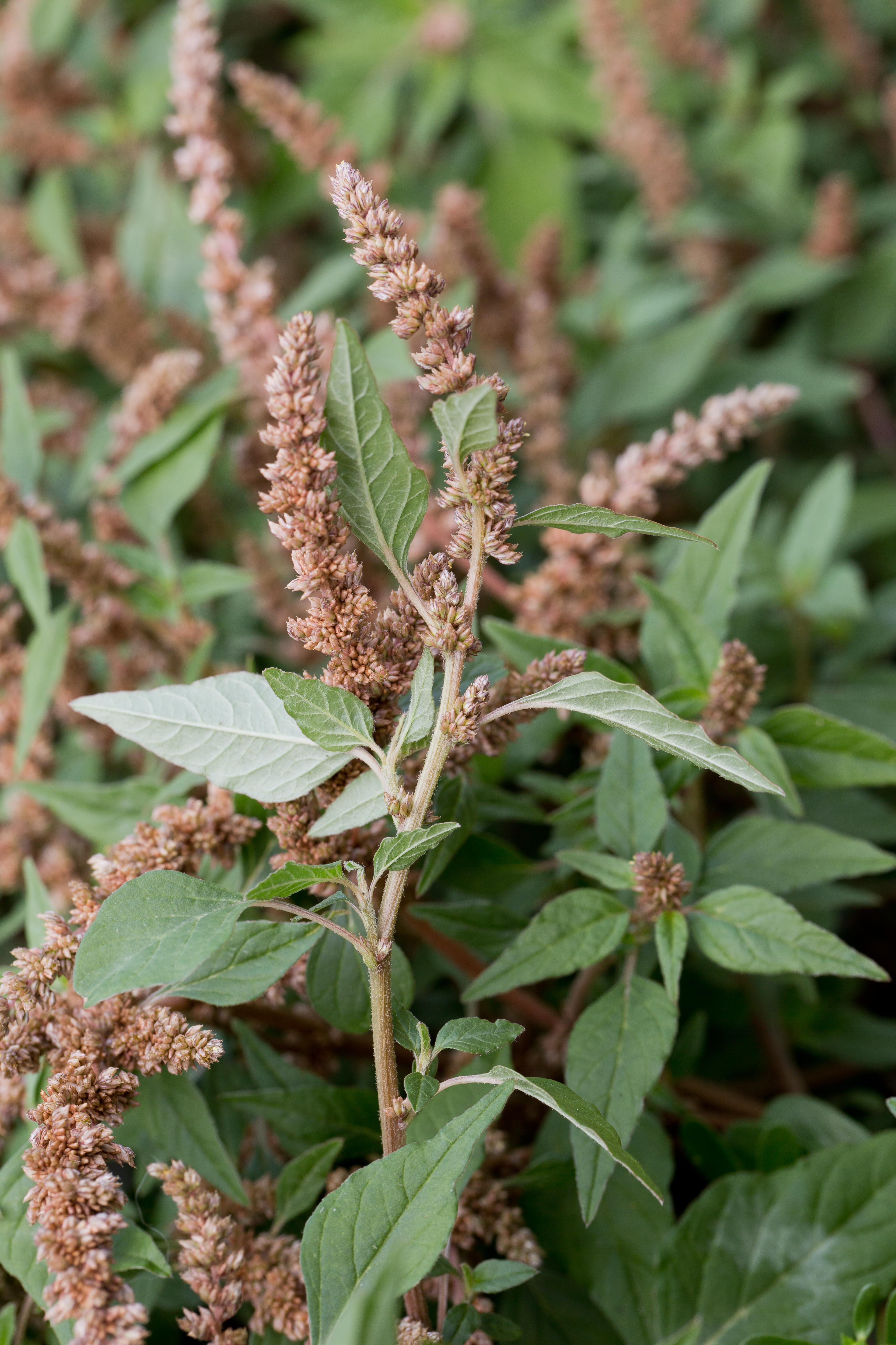 Amaranthaceae_Amaranthus deflexus cf 1-2.jpg