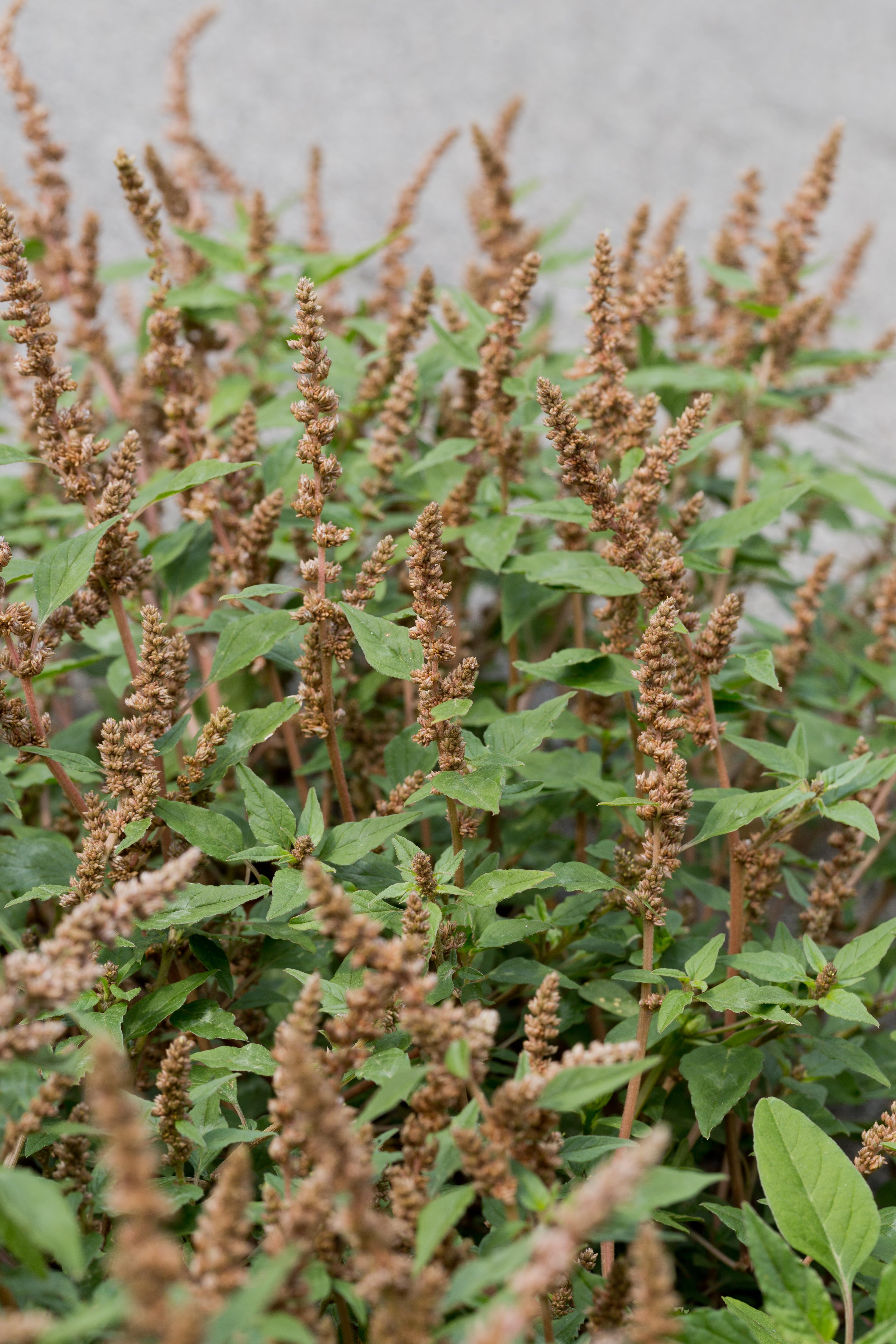 Amaranthaceae_Amaranthus deflexus cf 2-2.jpg