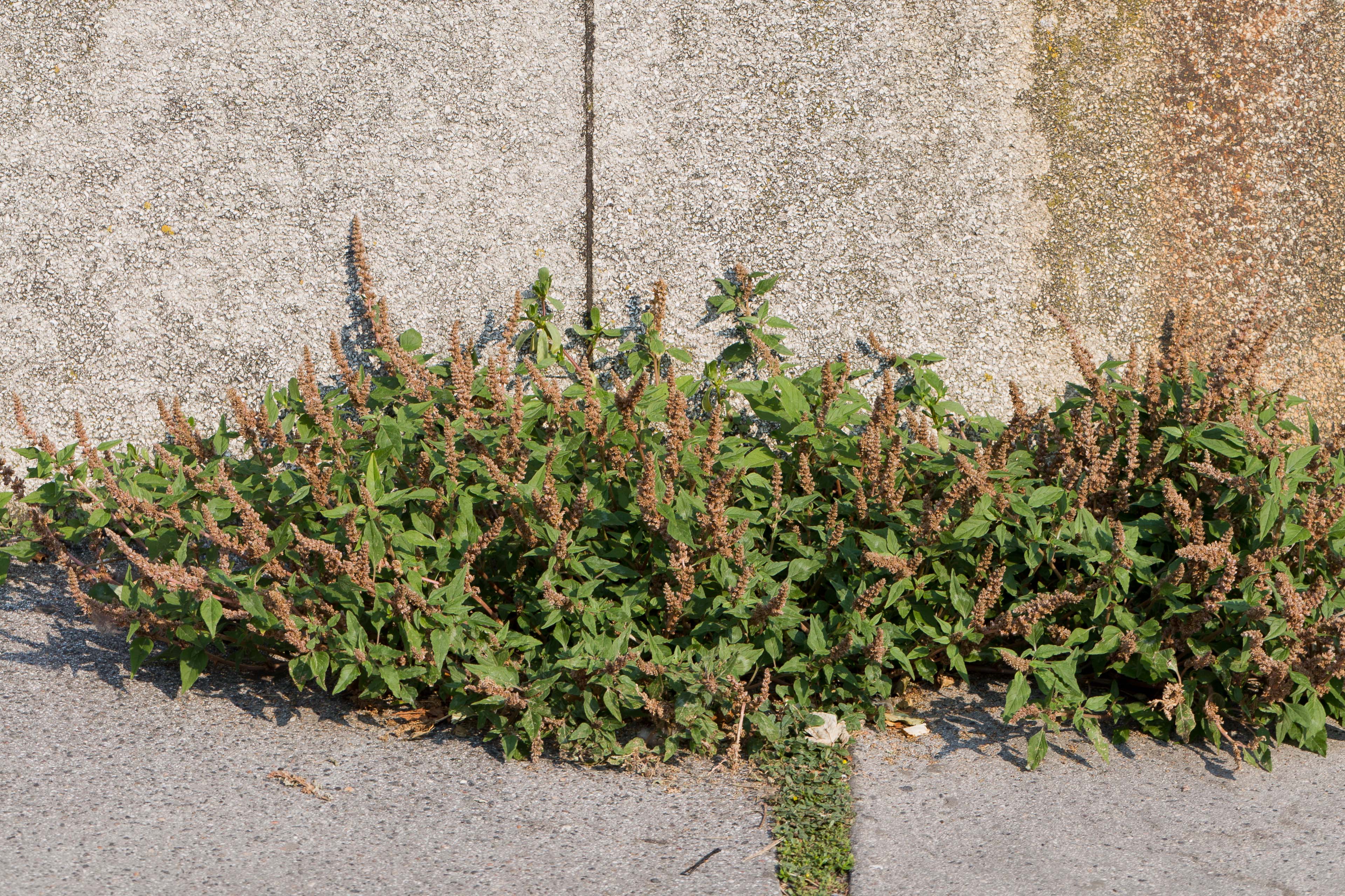 Amaranthaceae_Amaranthus deflexus cf 3-2.jpg