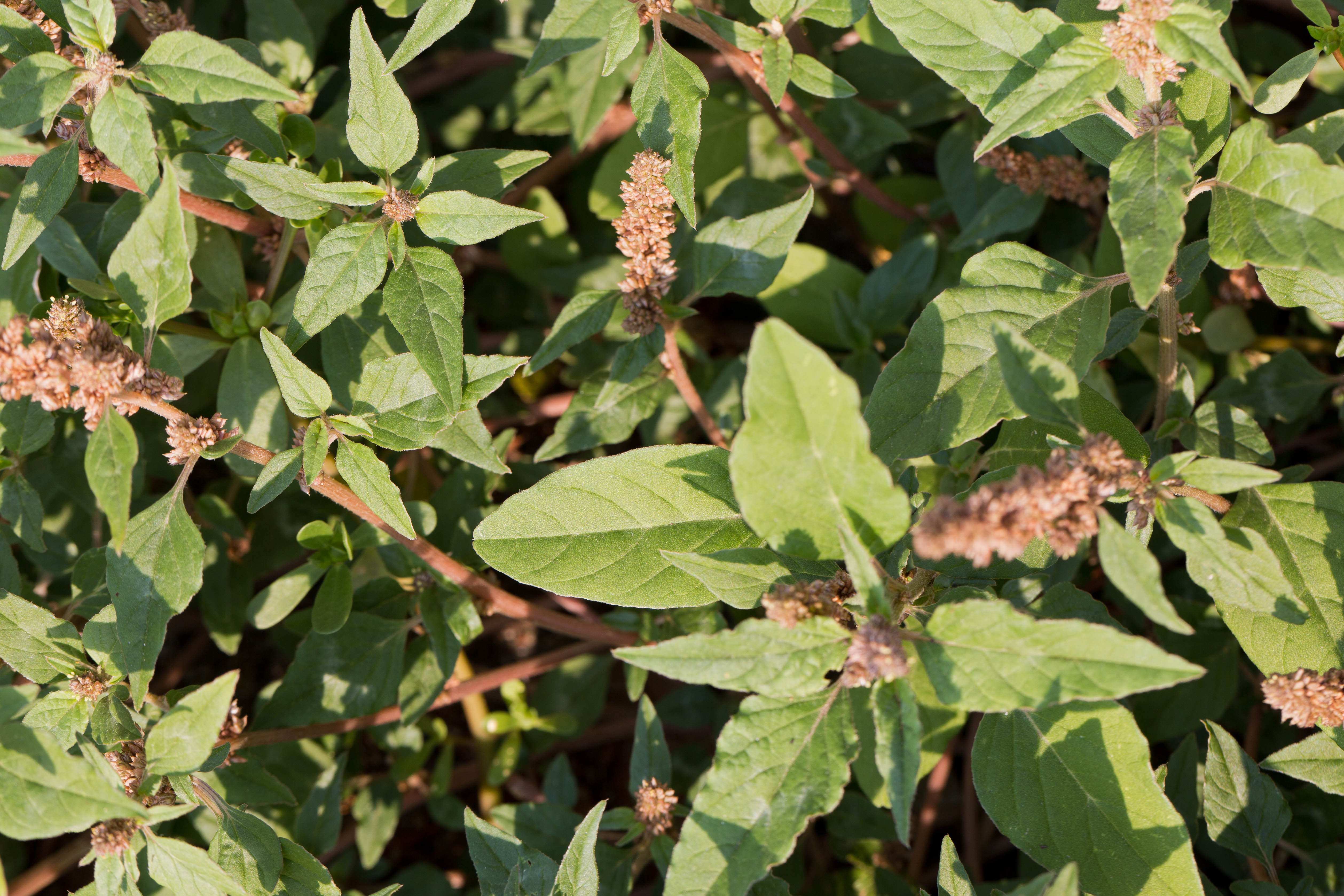 Amaranthaceae_Amaranthus deflexus cf Blatt 1.jpg