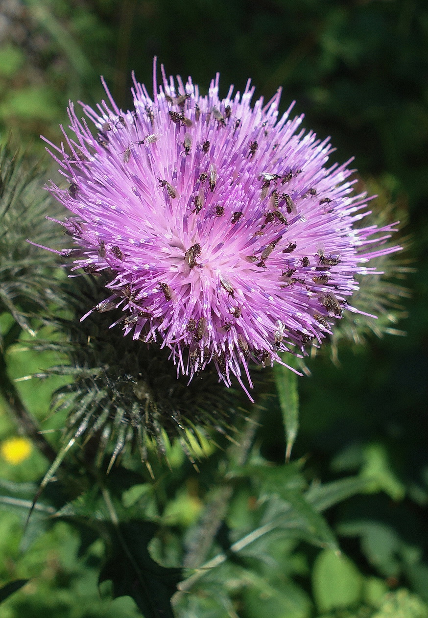 Cirsium.vulgare.St-Hochmölbling.Bärenfeichtenalm .9.8.20.JPG