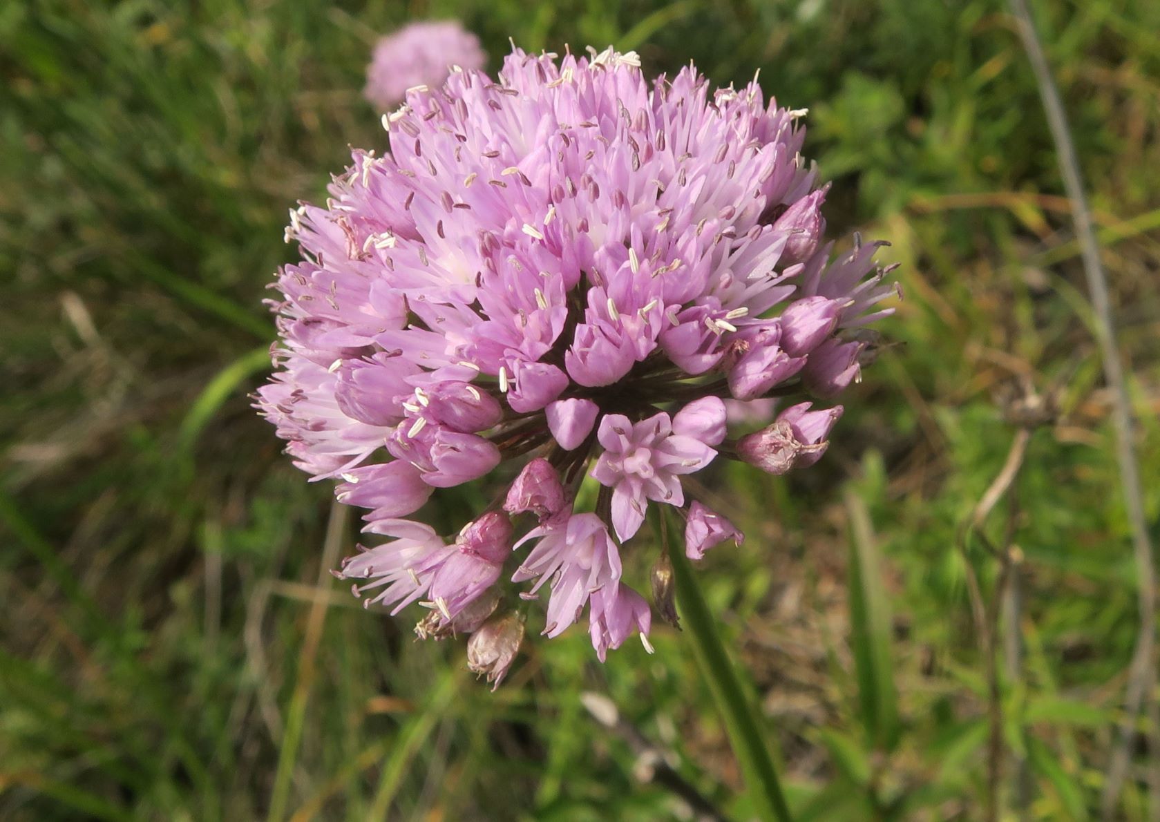 08.06 Pischelsdorfer Wiesen Gramatneusiedl Allium angulosum Kantern-Lauch, feuchte Baum-bestandene Senke re von Zugang Pischelsdorfer Wiese  06.08.2020 C5X (1).JPG