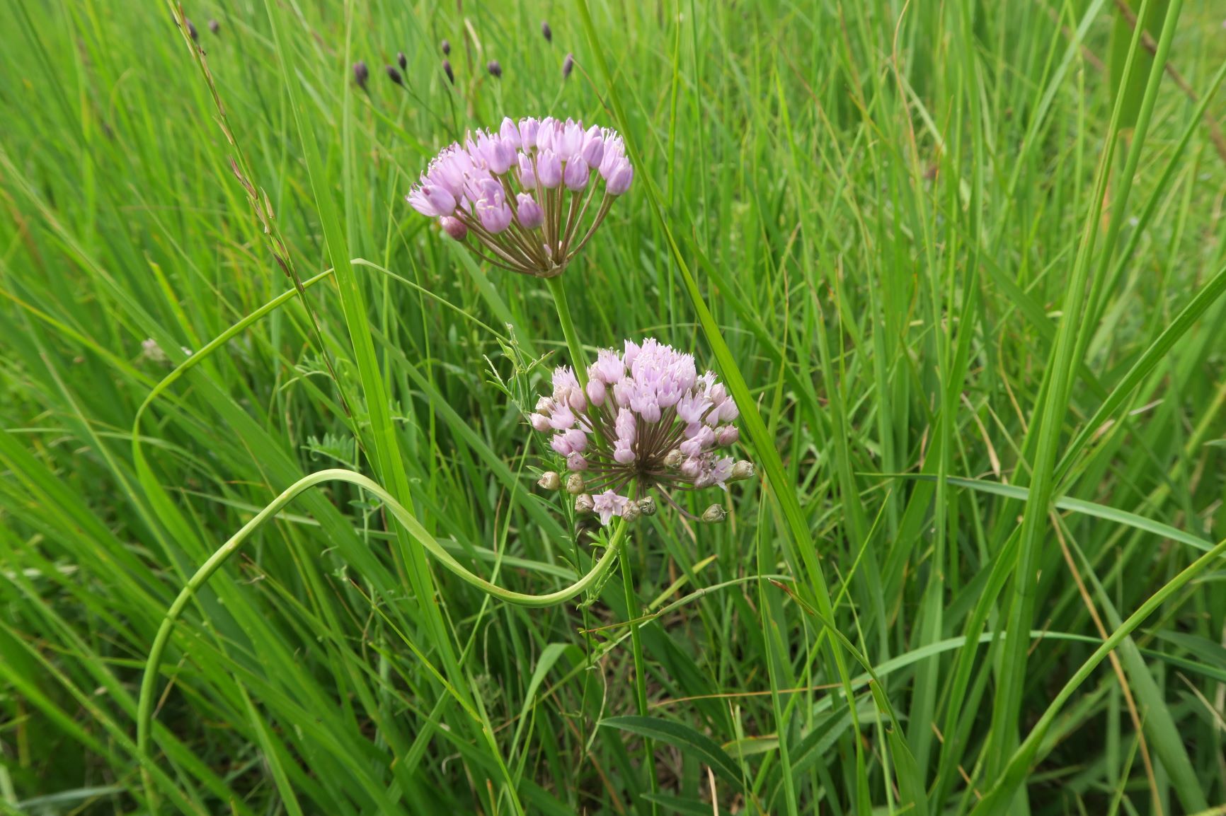 08.06 Pischelsdorfer Wiesen Gramatneusiedl Allium angulosum Kantern-Lauch, Pischelsdorfer Wiese Nordrand 06.08.2020 C5X.JPG