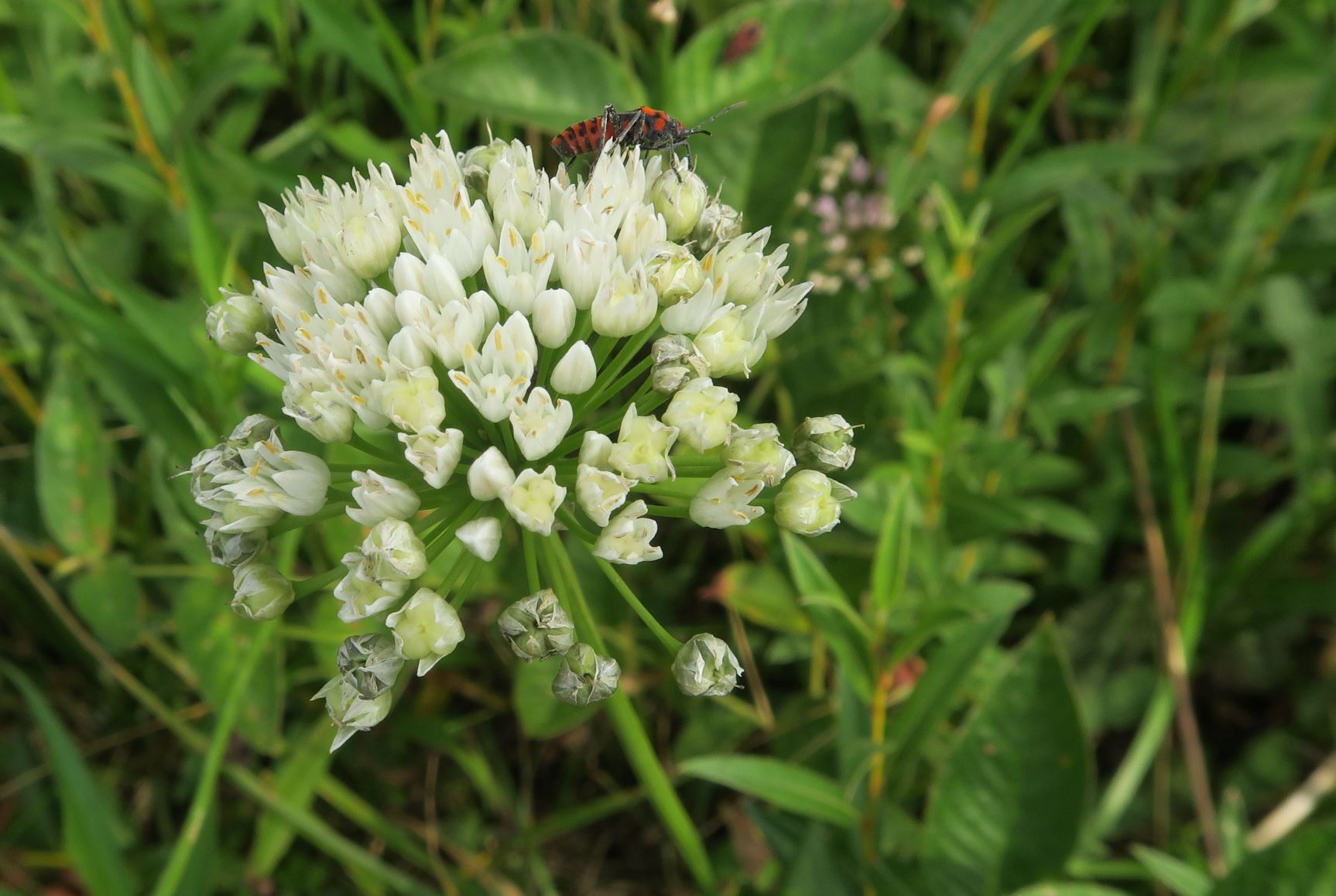 08.06 Pischelsdorfer Wiesen Gramatneusiedl Allium angulosum Kantern-Lauch, weiß blühend, Pischelsdorfer Wiese Nordrand 06.08.2020 C5X (1).JPG