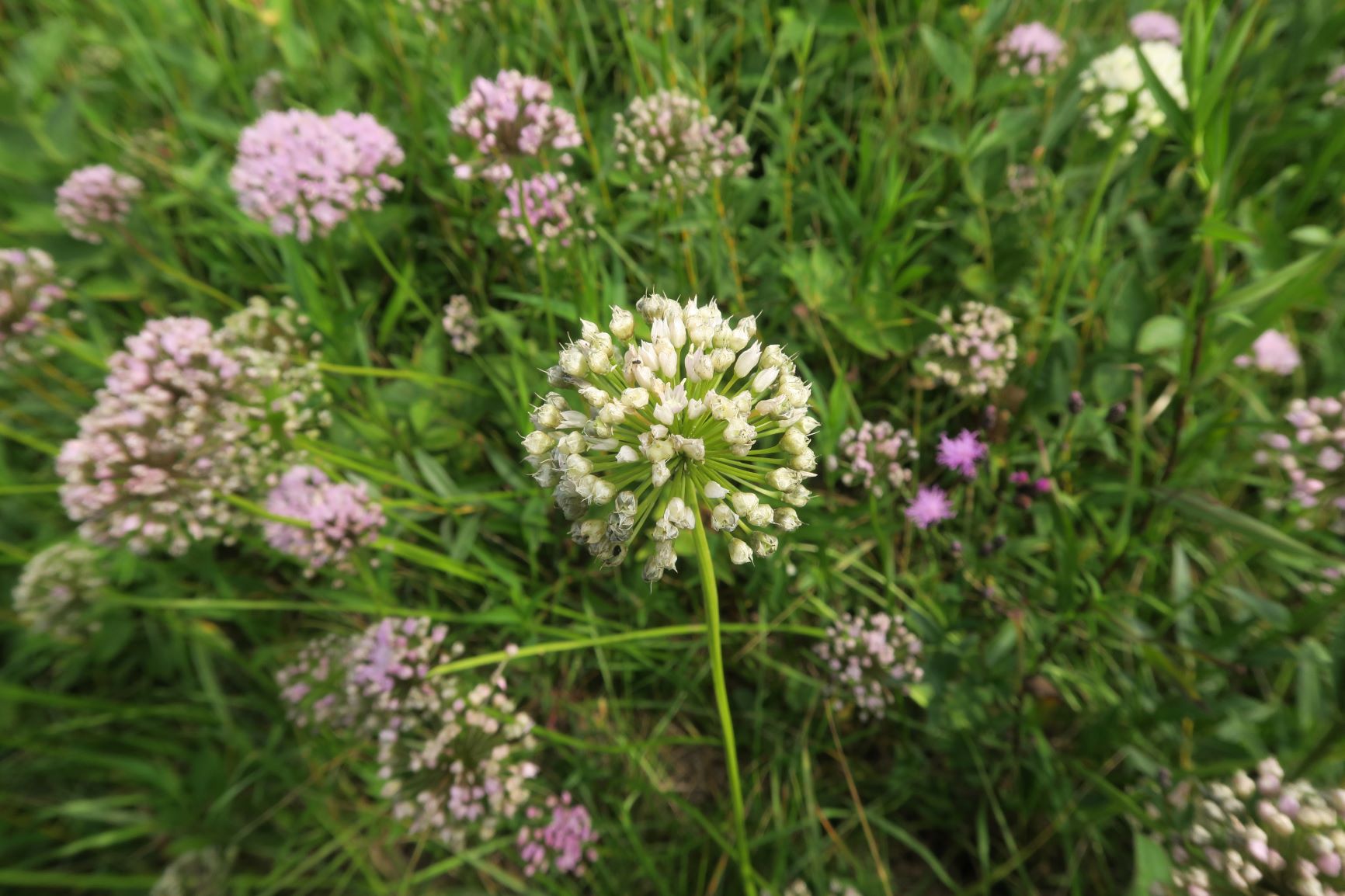 08.06 Pischelsdorfer Wiesen Gramatneusiedl Allium angulosum Kantern-Lauch, weiß blühend, Pischelsdorfer Wiese Nordrand 06.08.2020 C5X (2).JPG