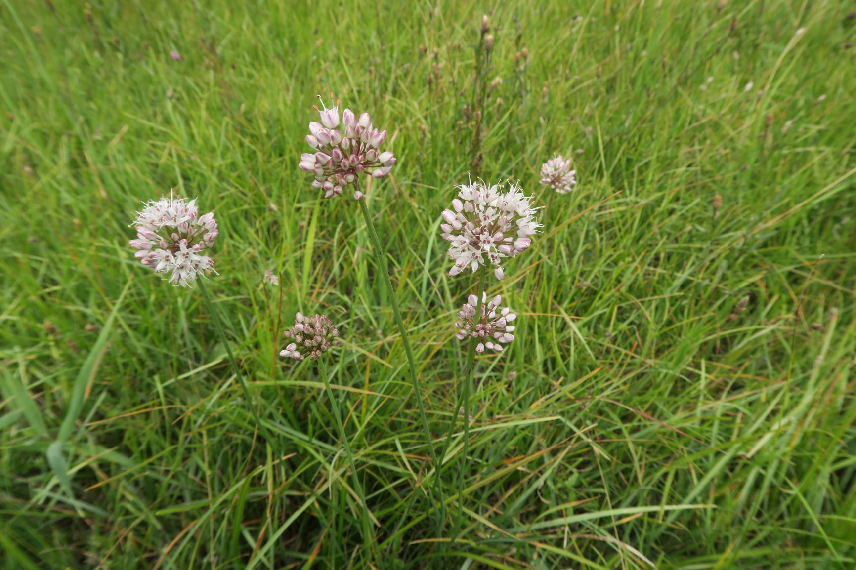 08.06 Pischelsdorfer Wiesen Gramatneusiedl Allium suaveolens Duft-Lauch, Pischelsdorfer Wiese nord-westl. 06.08.2020 C5X (2).JPG