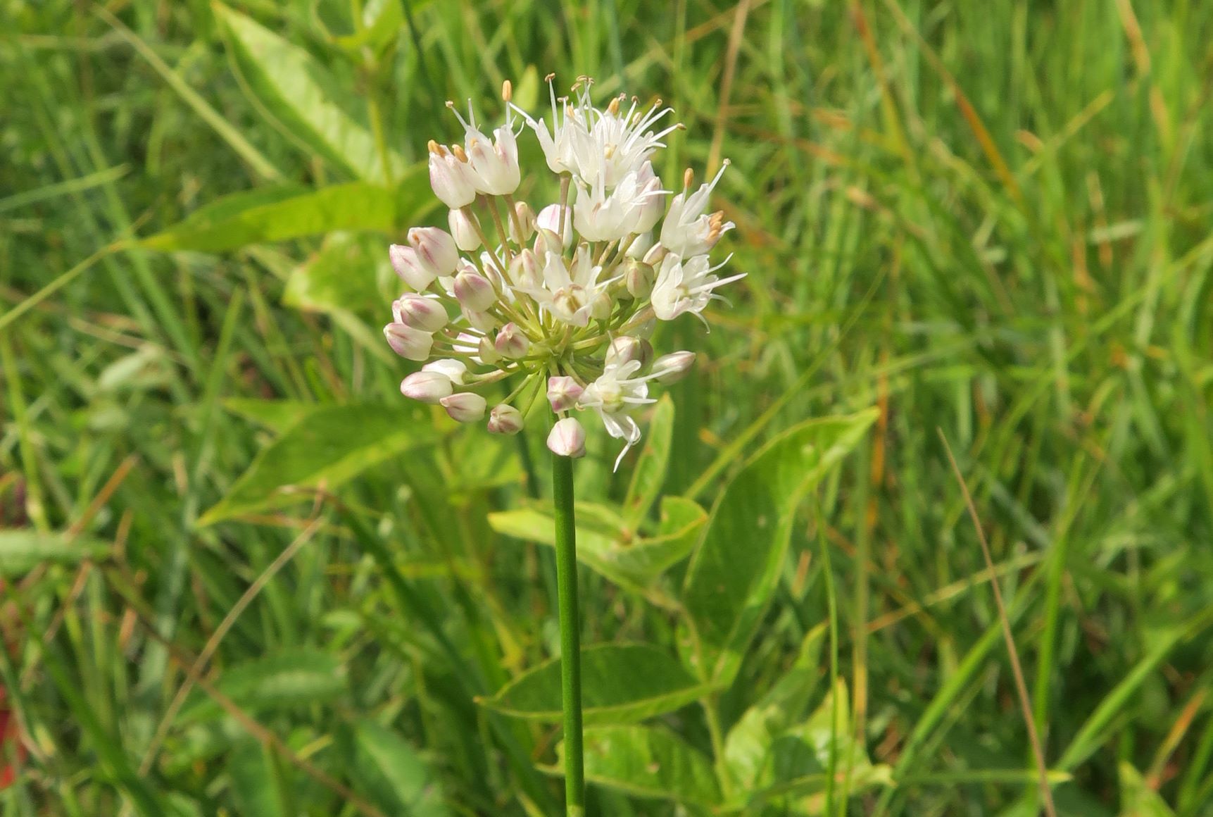 08.06 Pischelsdorfer Wiesen Gramatneusiedl Allium suaveolens Duft-Lauch, Pischelsdorfer Wiese nord-westl. 06.08.2020 C5X (9).JPG