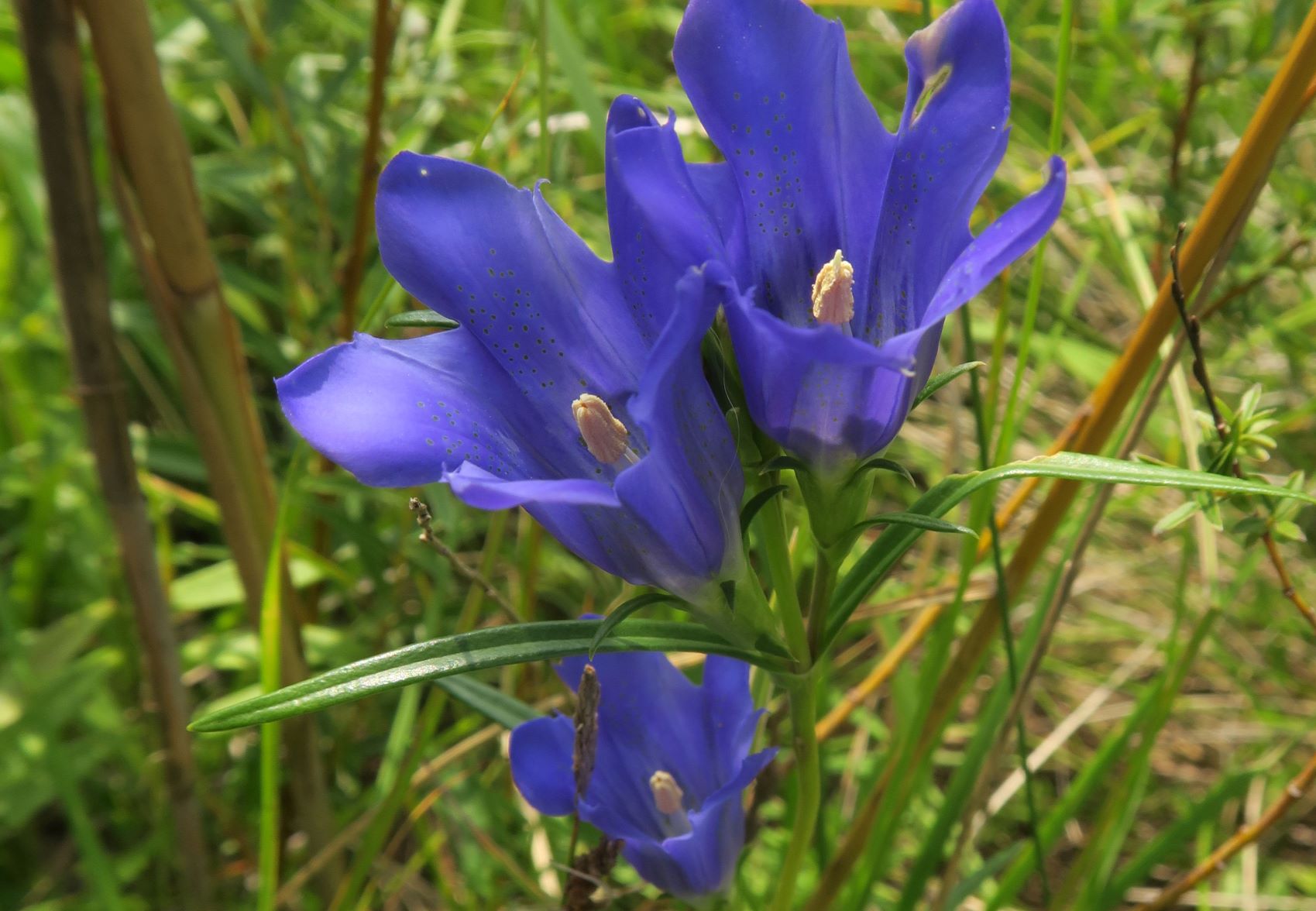 08.06 Pischelsdorfer Wiesen Gramatneusiedl Gentiana pneumonanthe Lungen-Enzian, feuchte Baum-bestandene Senke re vom Zugang Pischelsdorfer Wiese 06.08.2020 C5X (4).JPG