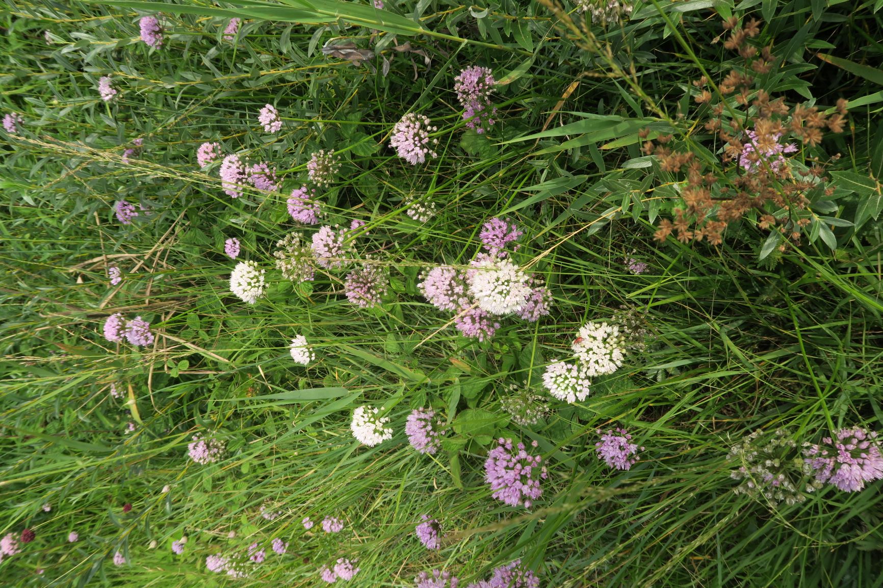 08.06 Pischelsdorfer Wiesen Gramatneusiedl Allium angulosum Kanten-Lauch, weiß blühend, Pischelsdorfer Wiese Nordrand 06.08.2020 C5X (3).JPG