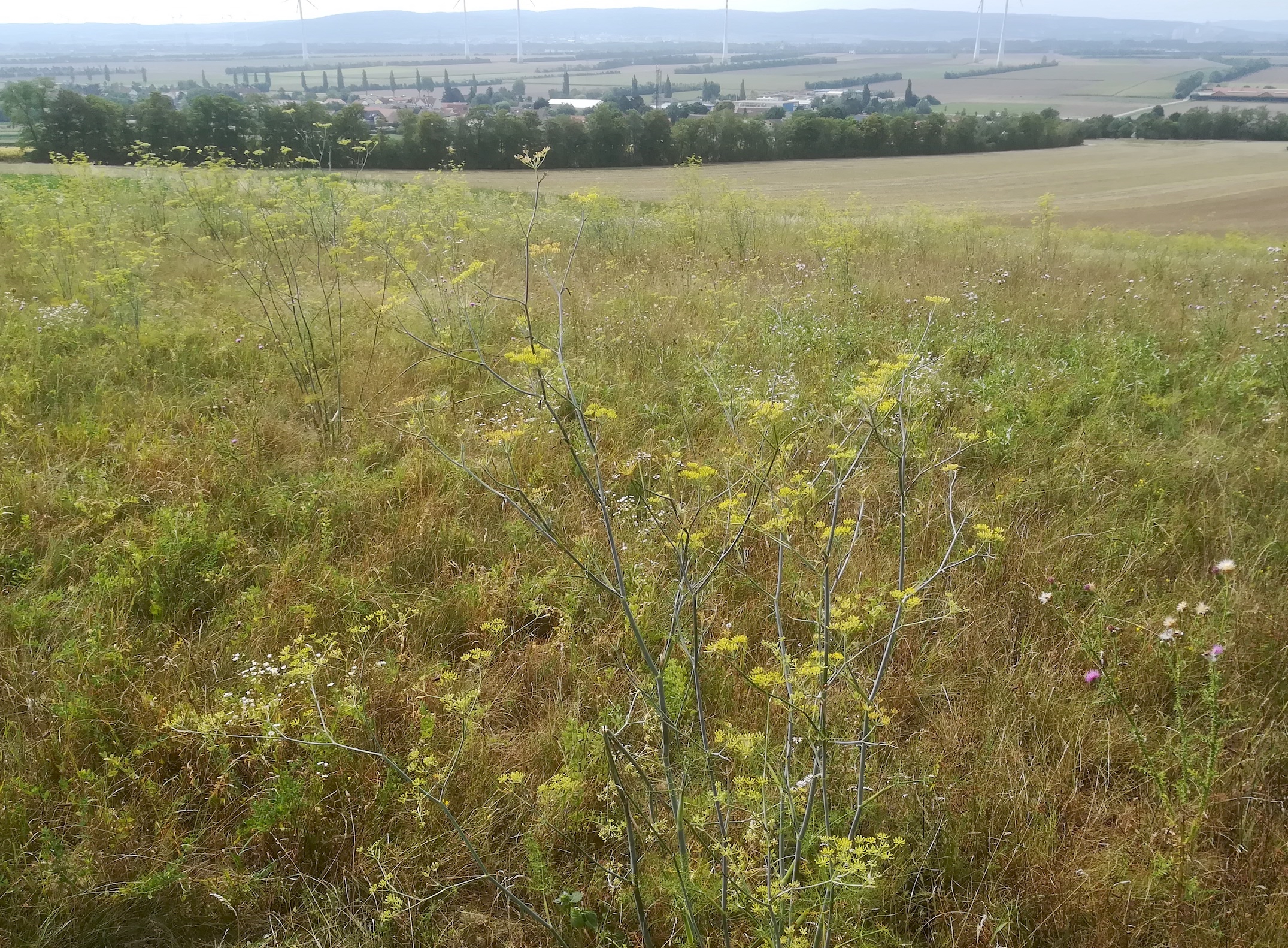 foeniculum vulgare gallbrunn_20200814_103300.jpg