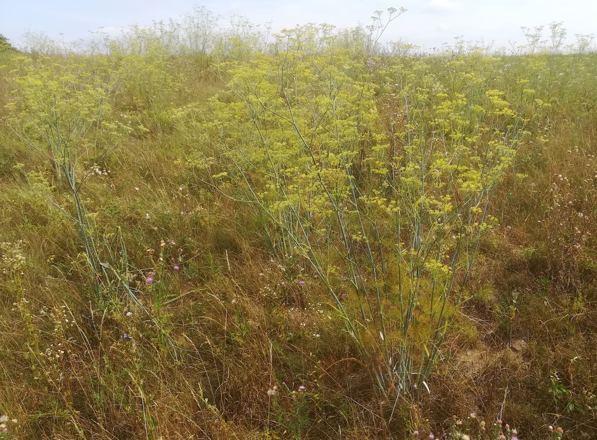 foeniculum vulgare gallbrunn_20200814_103505.jpg