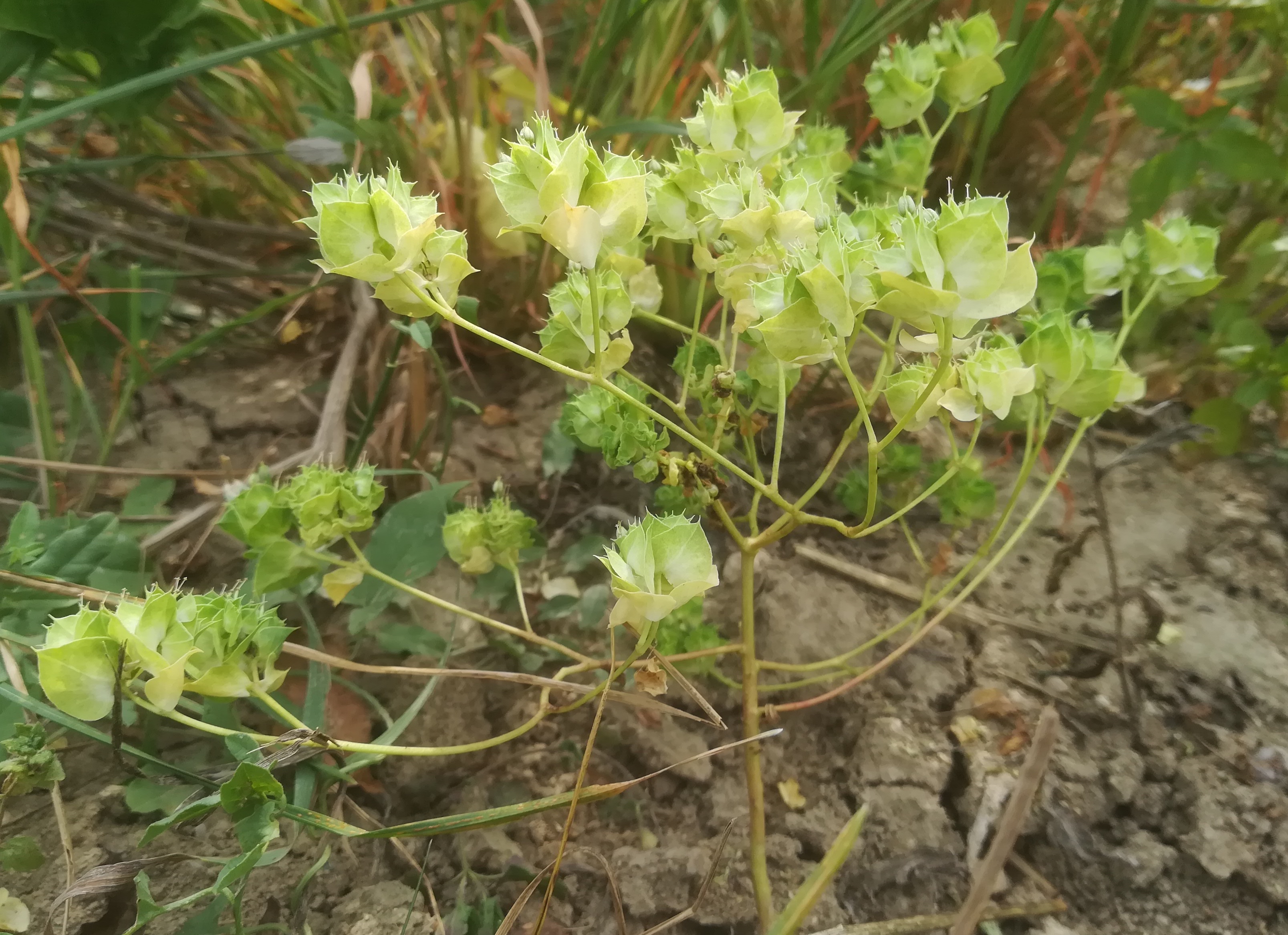 euphorbia falcata s. str. gallbrunn_20200814_103658.jpg