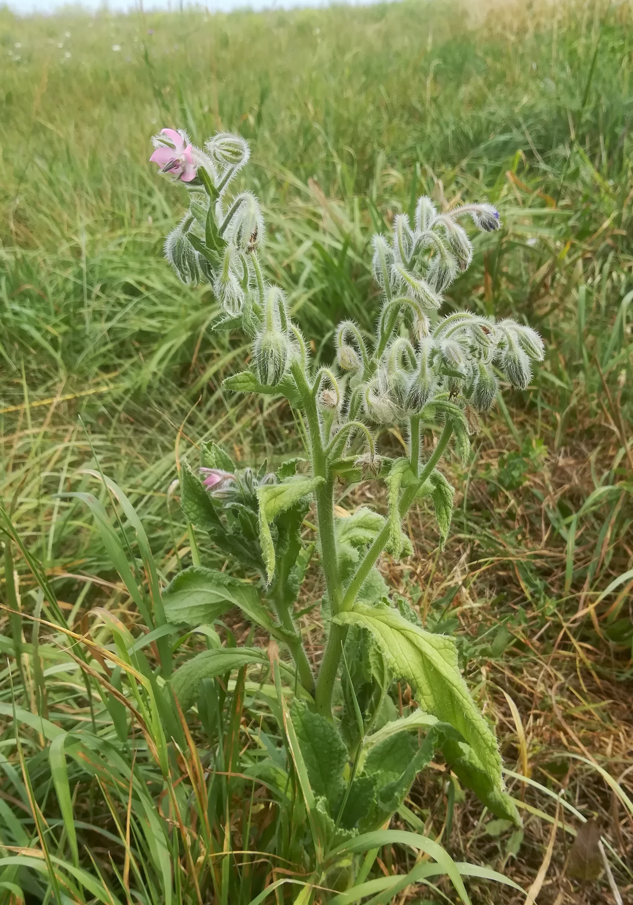 borago officinalis gallbrunn_20200814_110358.jpg