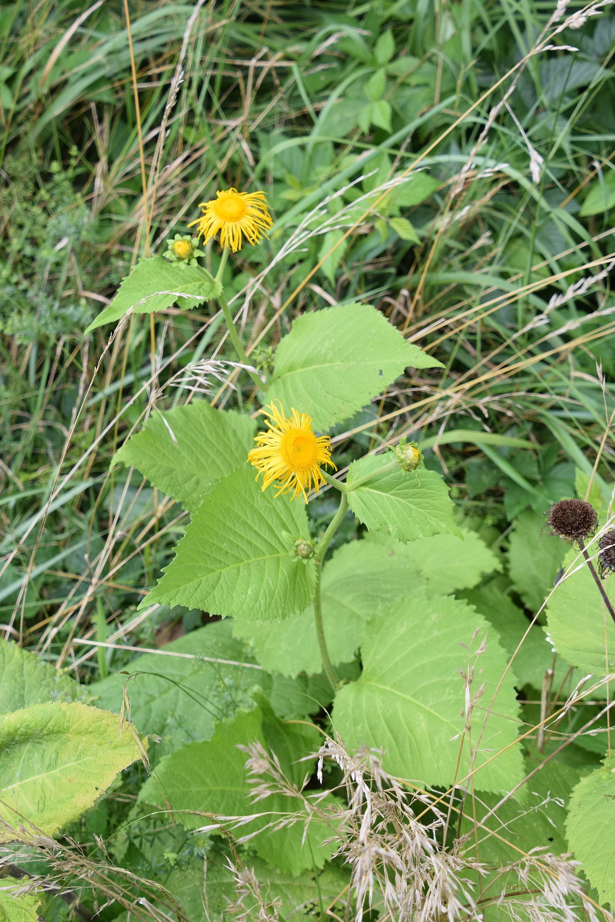 Klausen Leopoldsdorf-14082020-(5).JPG