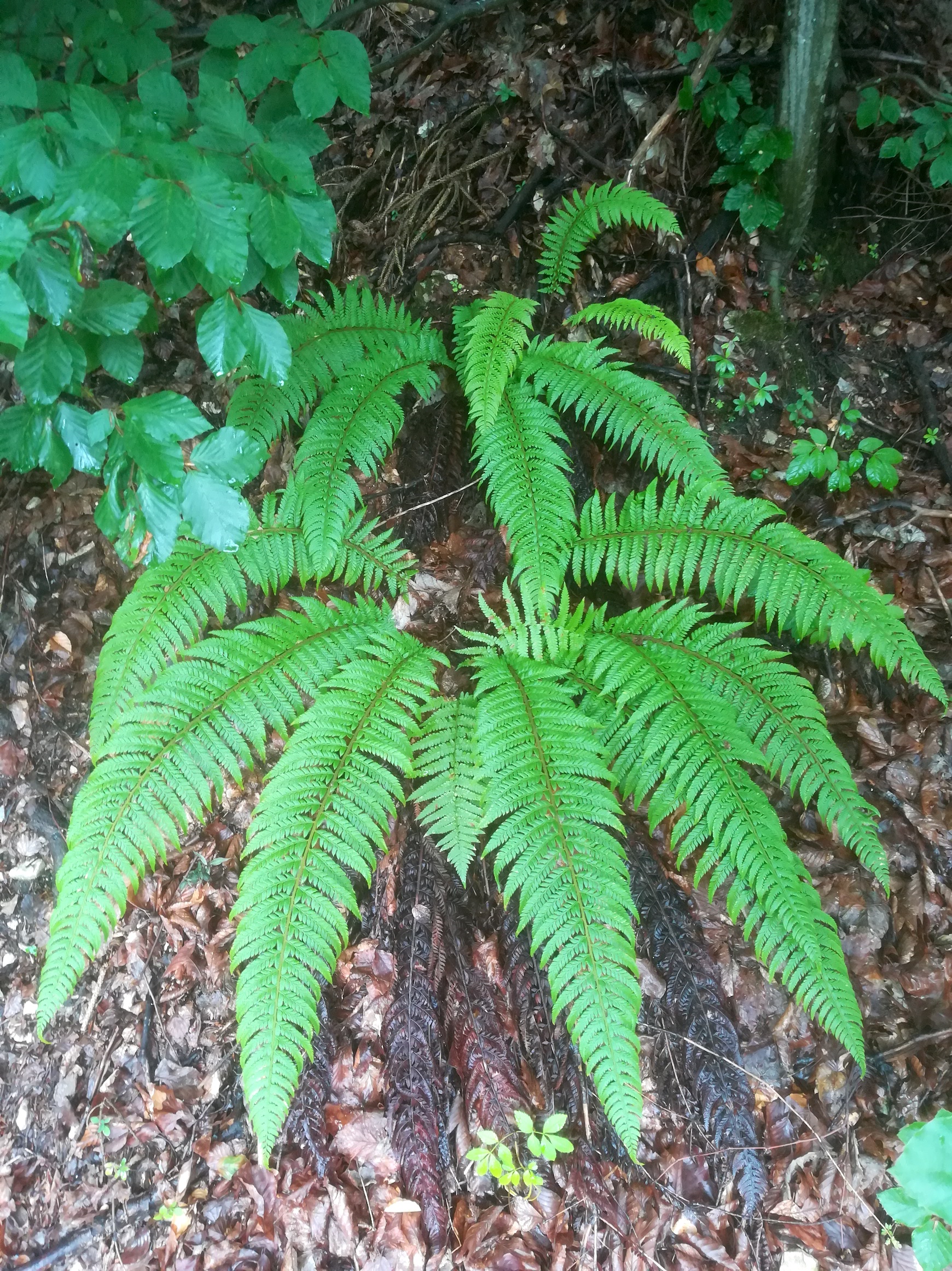 polystichum aculeatum s. str. hohe mandling_20200815_120804.jpg