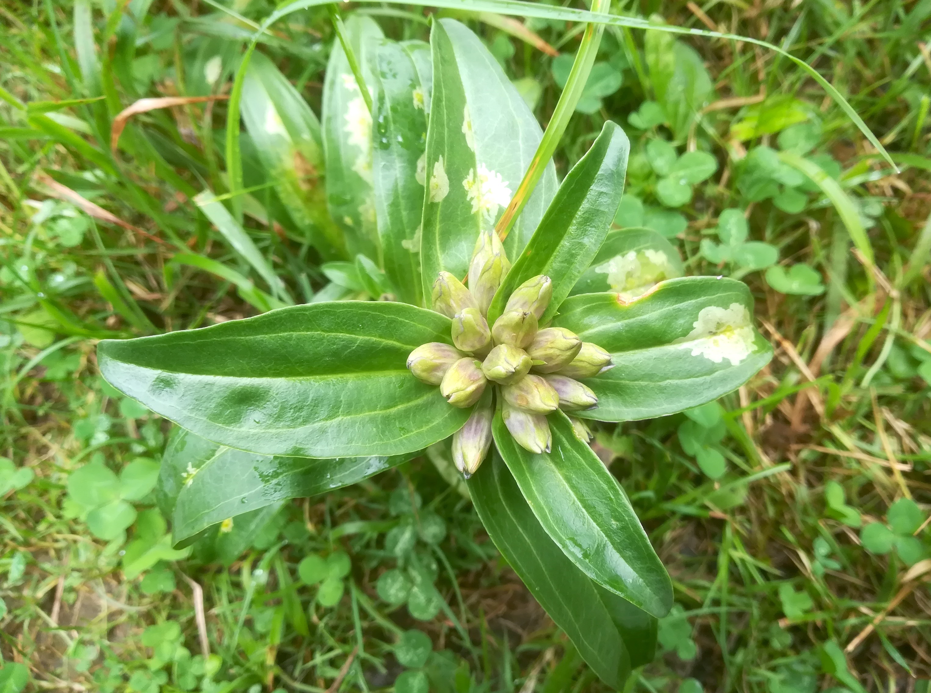 gentiana cruciata hohe mandling_20200815_123019.jpg