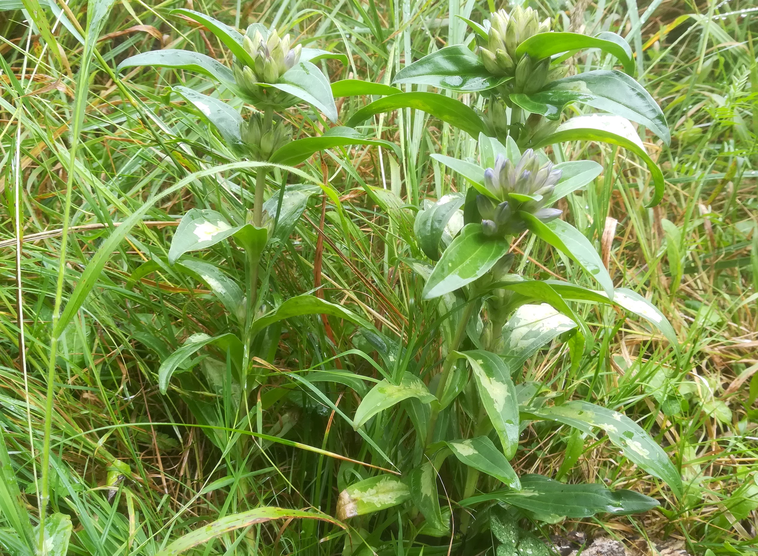 gentiana cruciata hohe mandling_20200815_123049.jpg