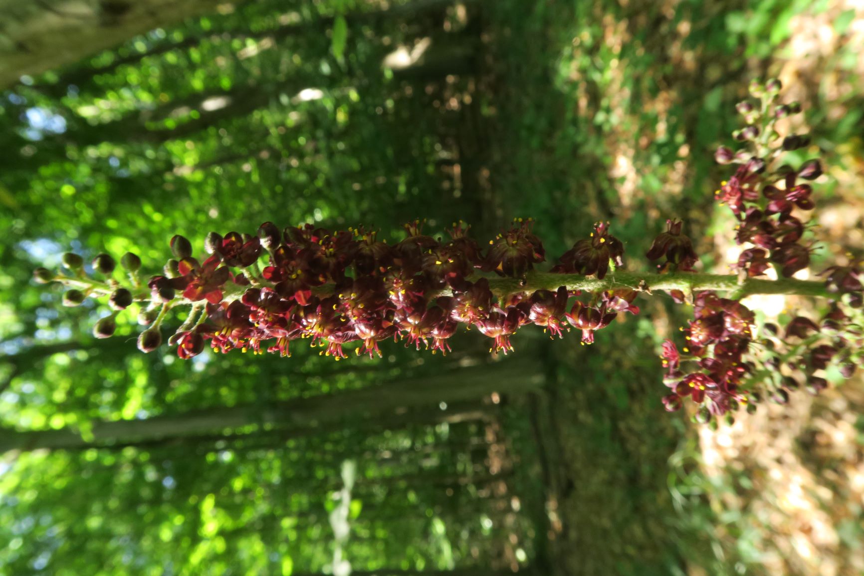 07.30 Gießhübl-Seewiese-Teufelstein Veratrum nigrum Schwarz-Germer, Föhrenberge Wald vor Kugelwiese 30.07.2020 C5X (10).JPG