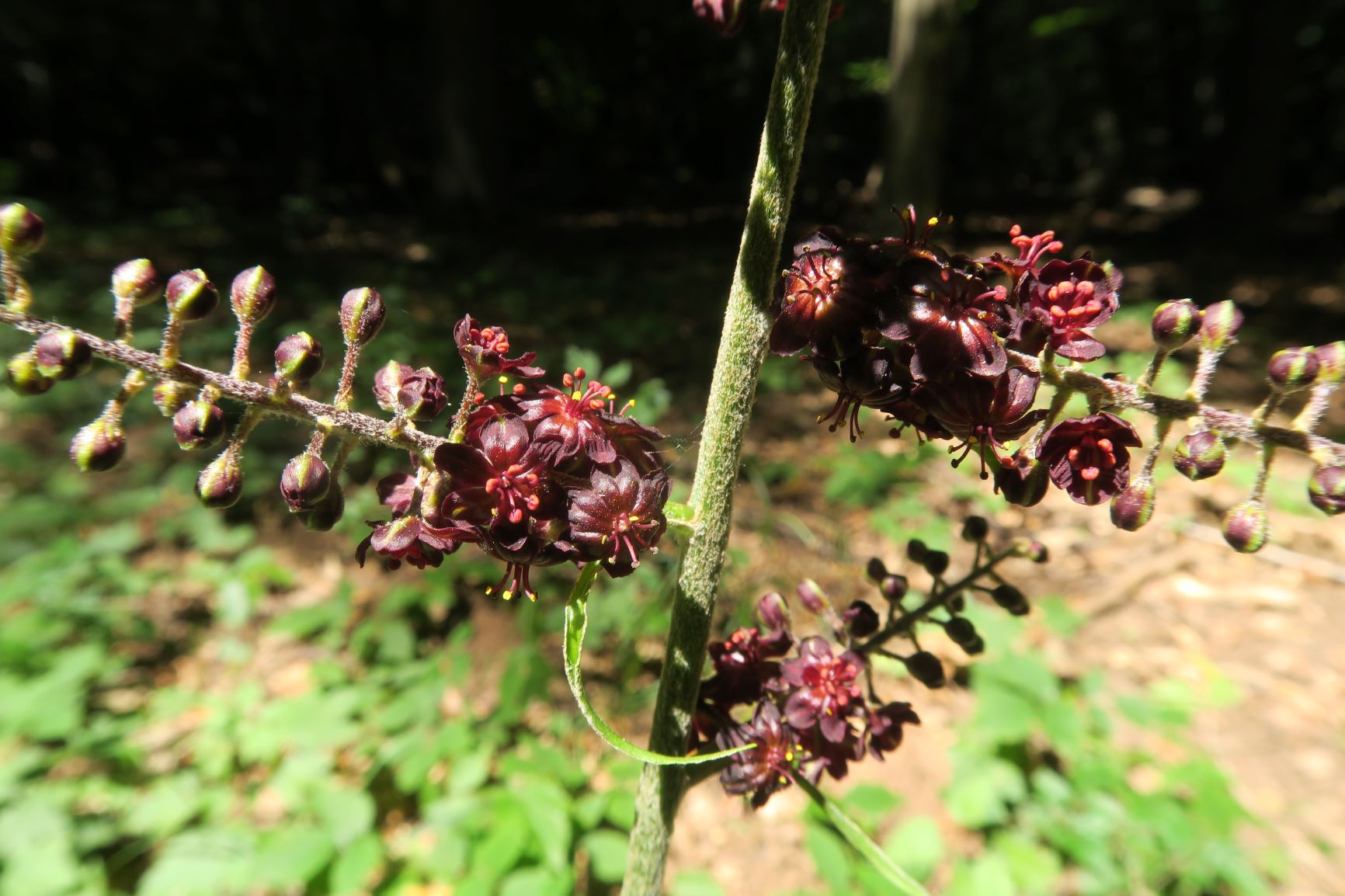 07.30 Gießhübl-Seewiese-Teufelstein Veratrum nigrum Schwarz-Germer, Föhrenberge Wald vor Kugelwiese 30.07.2020 C5X (22).JPG