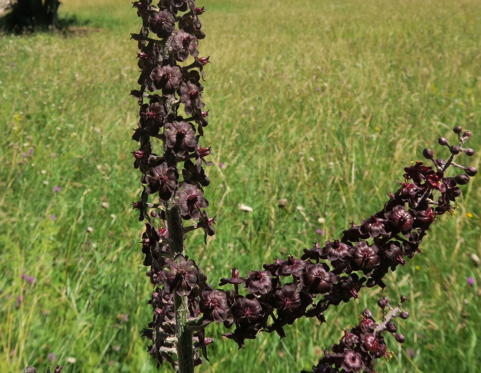 07.30 Gießhübl-Seewiese-Teufelstein Veratrum nigrum Schwarz-Germer,Föhrenberge Kugelwiese 30.07.2020 C5X (19).JPG