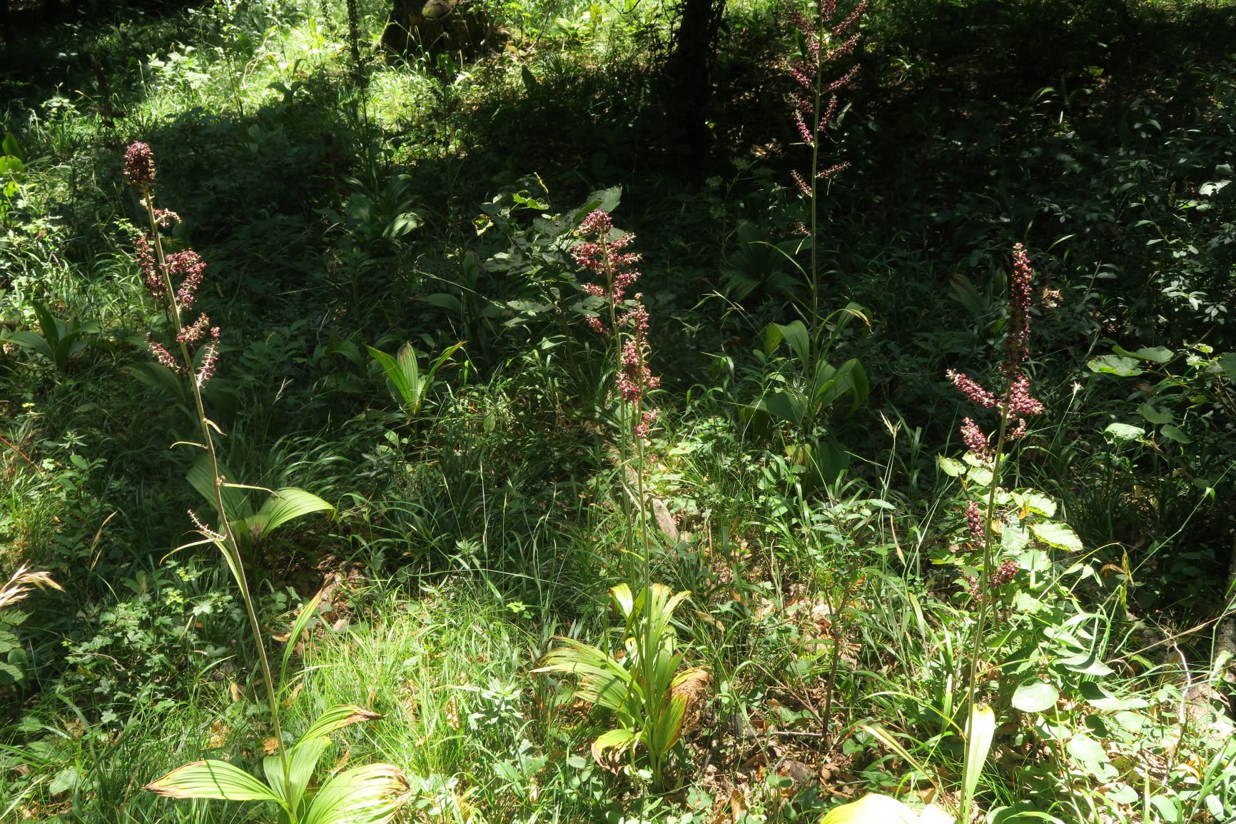 07.30 Gießhübl-Seewiese-Teufelstein Veratrum nigrum Schwarz-Germer, Teufelstein 30.07.2020 C5X (1).JPG