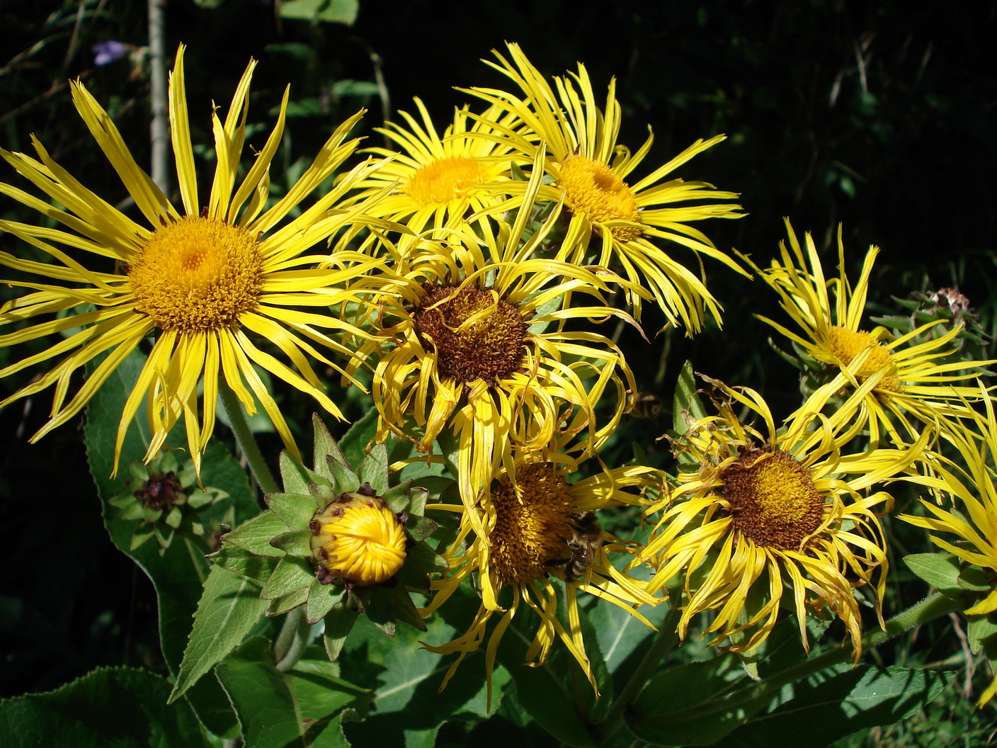 Inula.magnifica.N-Obertriesting verwi.18.8 .11.JPG