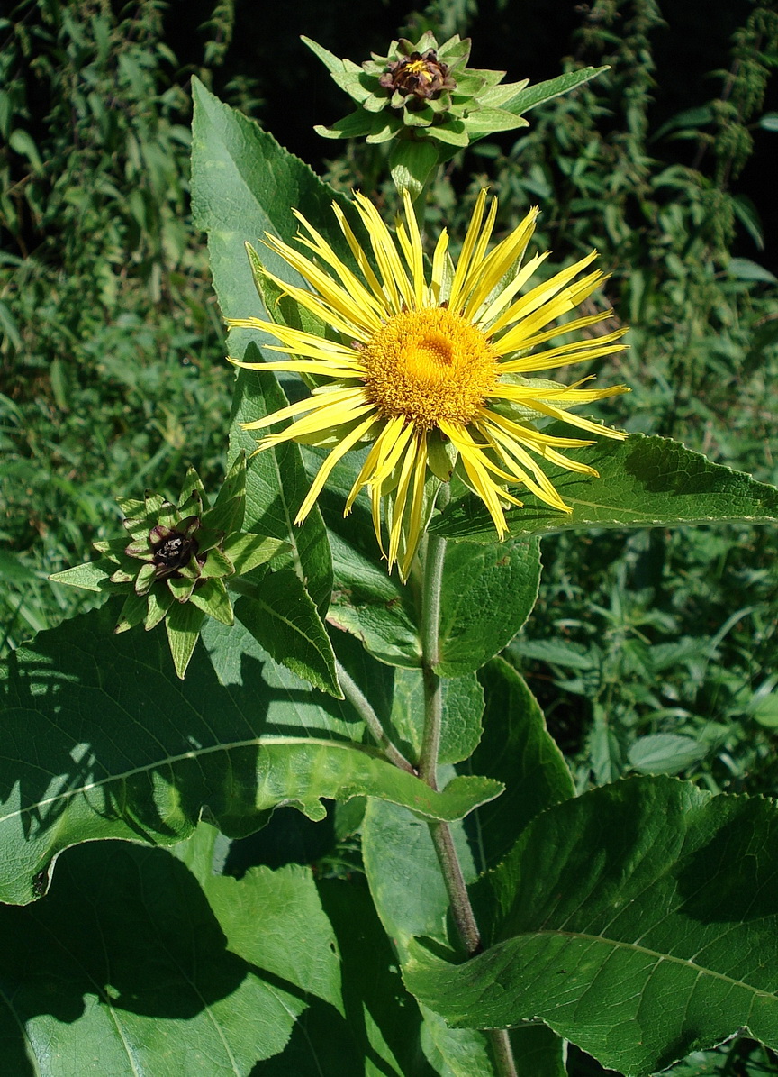 Inula.magnifica.N-Obertriesting verw..18.08 .11.JPG