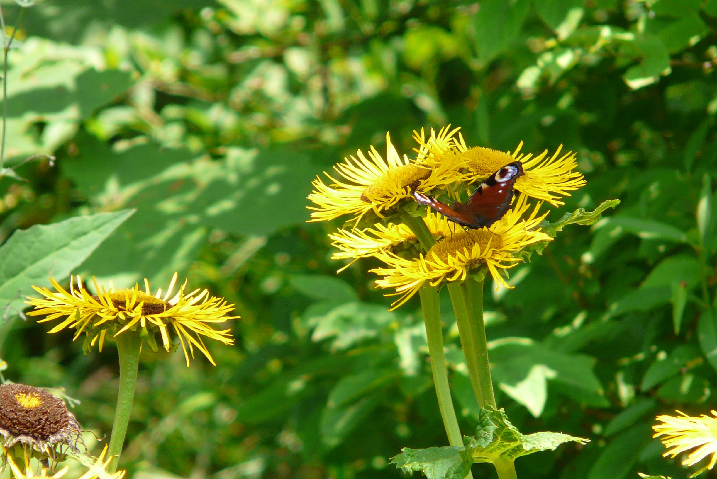 P1250177 telekia speciosa puch - egelsee.JPG