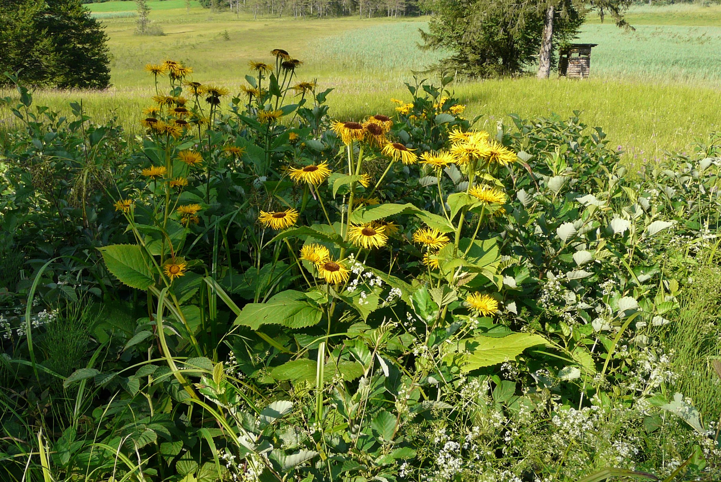 P1250302 telekia speciosa puch - egelsee.JPG