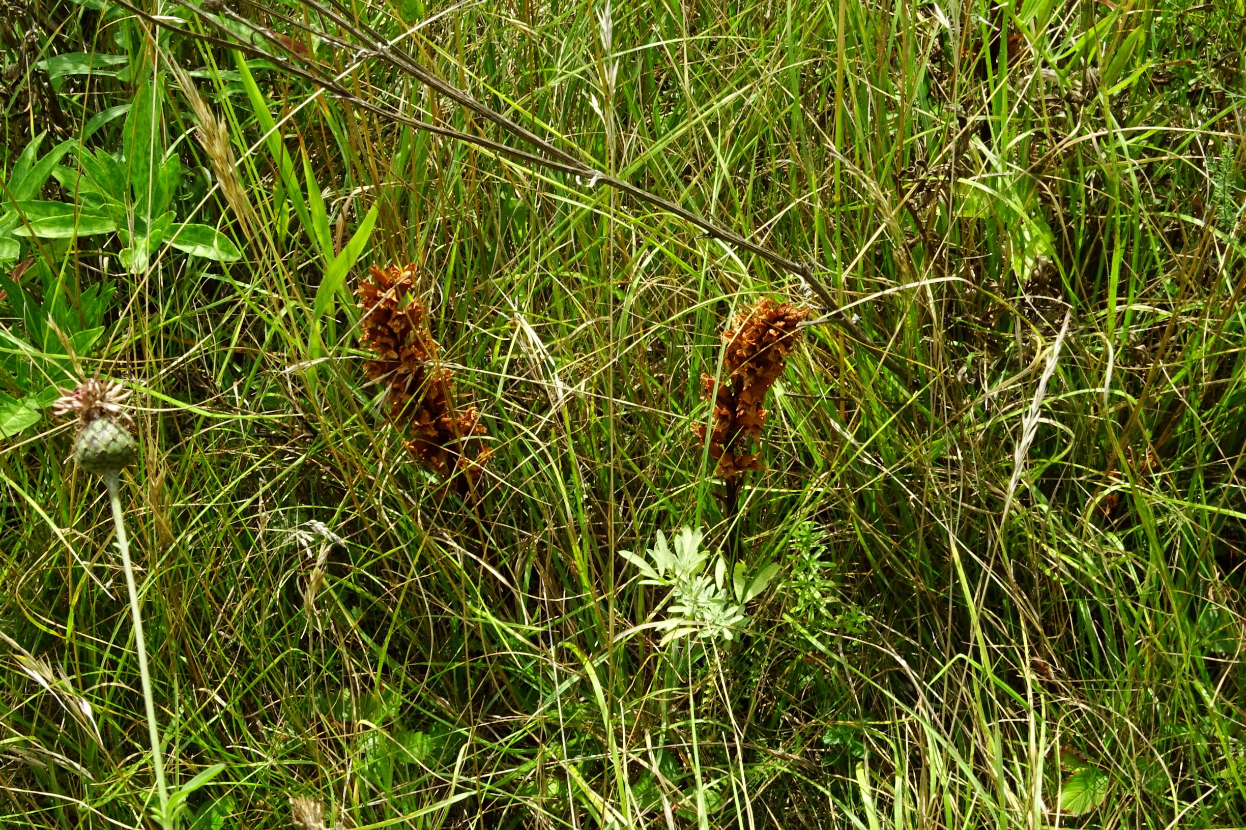 DSC02028 orobanche elatior kulturland spitzerberg 2020-08-19.JPG