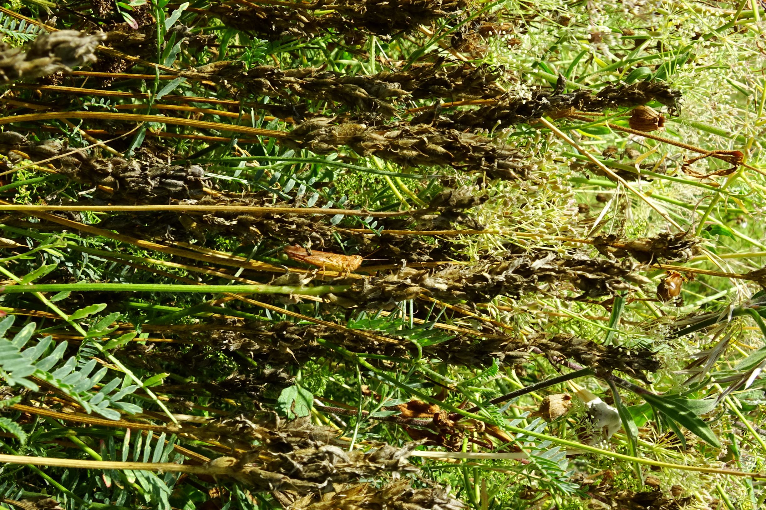 DSC01989 astragalus onobrychis kulturland spitzerberg 2020-08-19.JPG