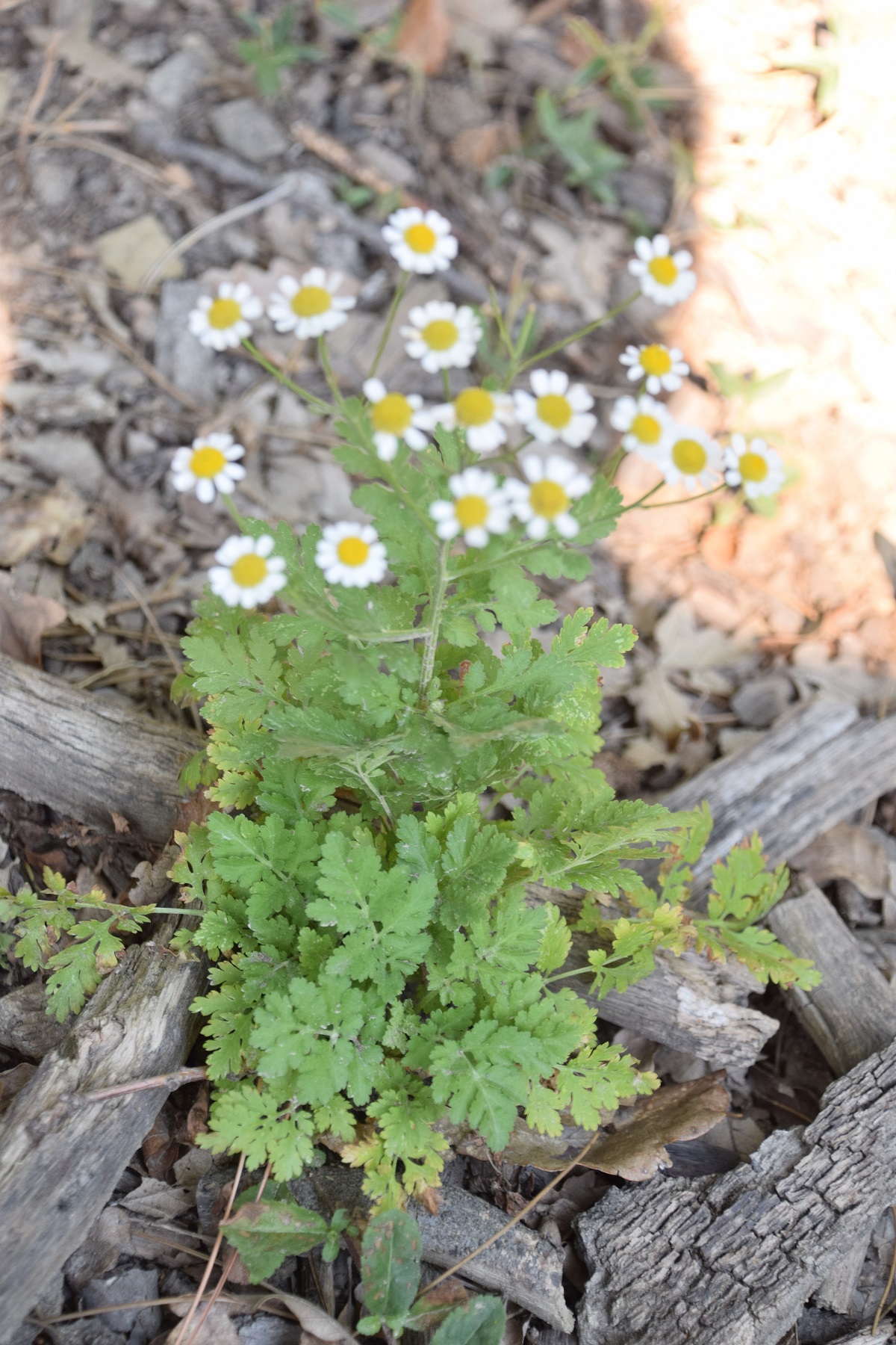 Wien-Lainzer TG-19082020-(40) - Eichenwald neben A. - Tanacetum parthenium - Mutterkamille.JPG