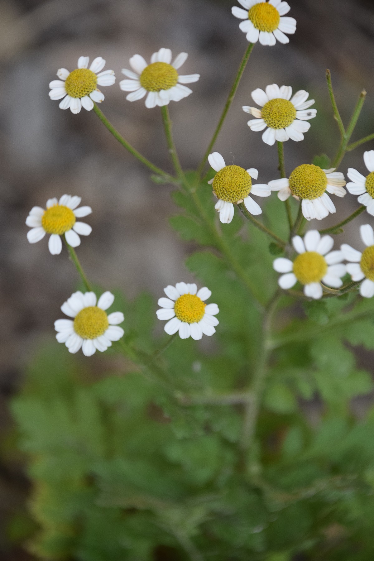 Wien-Lainzer TG-19082020-(41) - Eichenwald neben A. - Tanacetum parthenium - Mutterkamille.JPG