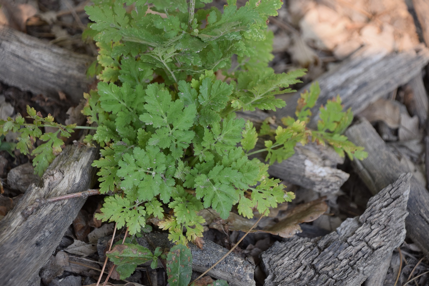 Wien-Lainzer TG-19082020-(42) - Eichenwald neben A. - Tanacetum parthenium - Mutterkamille.JPG