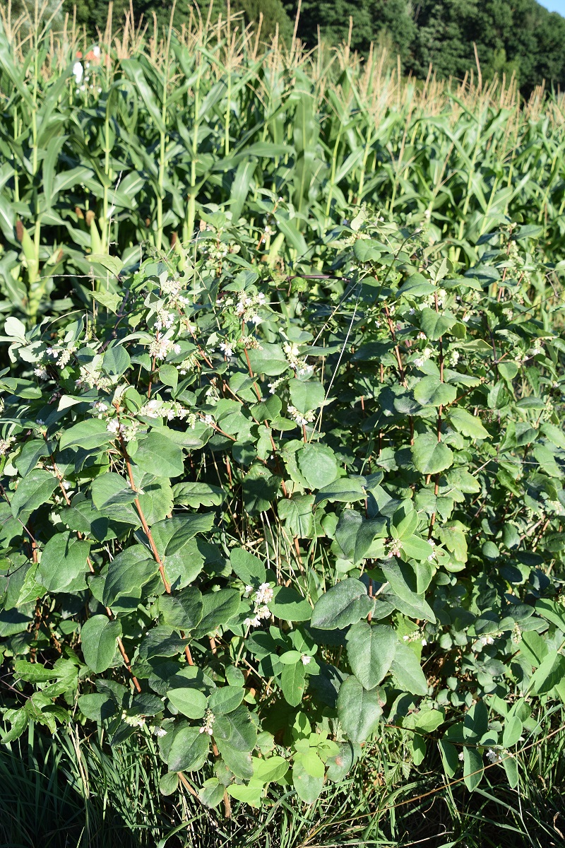 Laab im Walde - Tiergartenstrasse -19082020-(4) - unbekannt Botanikforum.JPG