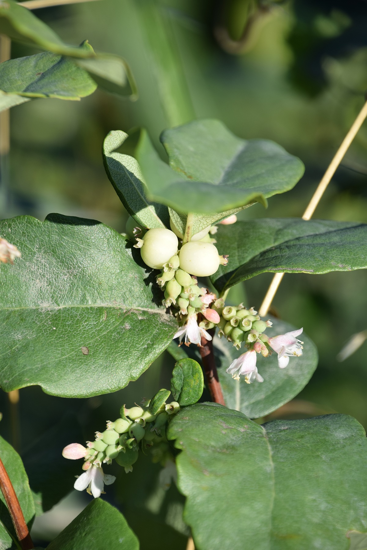 Laab im Walde - Tiergartenstrasse -19082020-(3) - unbekannt Botanikforum.JPG