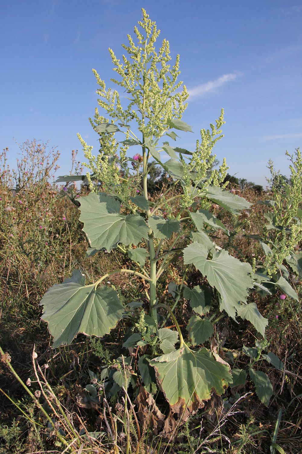 Cyclachaena xanthiifolia Traiskirchen_20200820_17.jpg