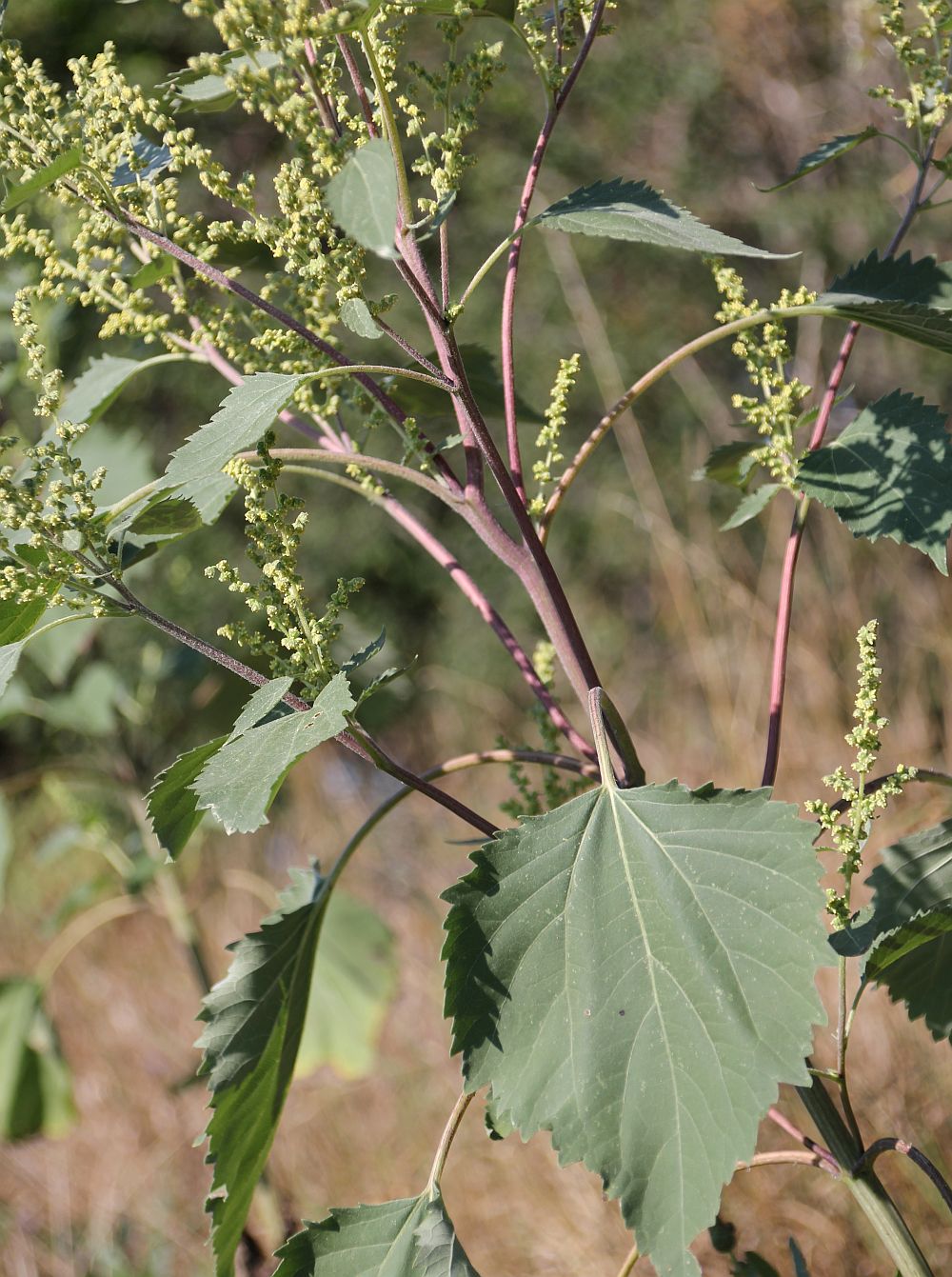 Cyclachaena xanthiifolia Trumau_20200820_51.jpg