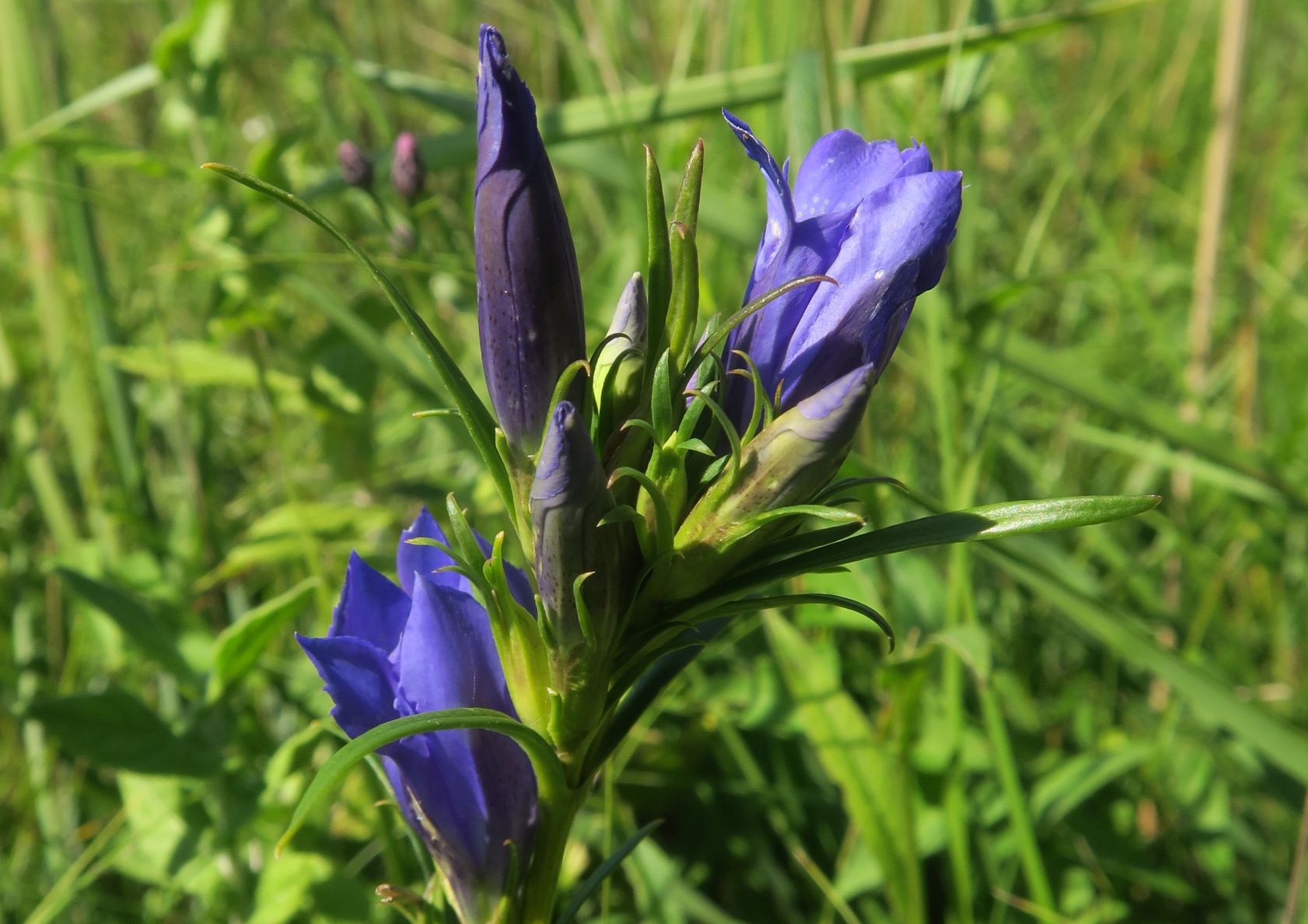 08.20 Seewinkel Zitzmannsdorfer Wiesen Mittelweg Gentiana pneumonanthe Lungen-Enzian, Zitzmannsdorfer Wiesen Mittelweg Enzian-feuchtwiese 20.08.2020 C5X (6).JPG