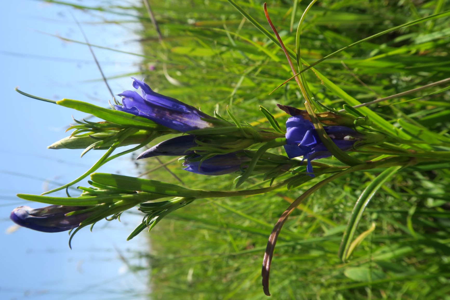 08.20 Seewinkel Zitzmannsdorfer Wiesen Mittelweg Gentiana pneumonanthe Lungen-Enzian, Zitzmannsdorfer Wiesen Mittelweg Enzian-feuchtwiese 20.08.2020 C5X (7).JPG