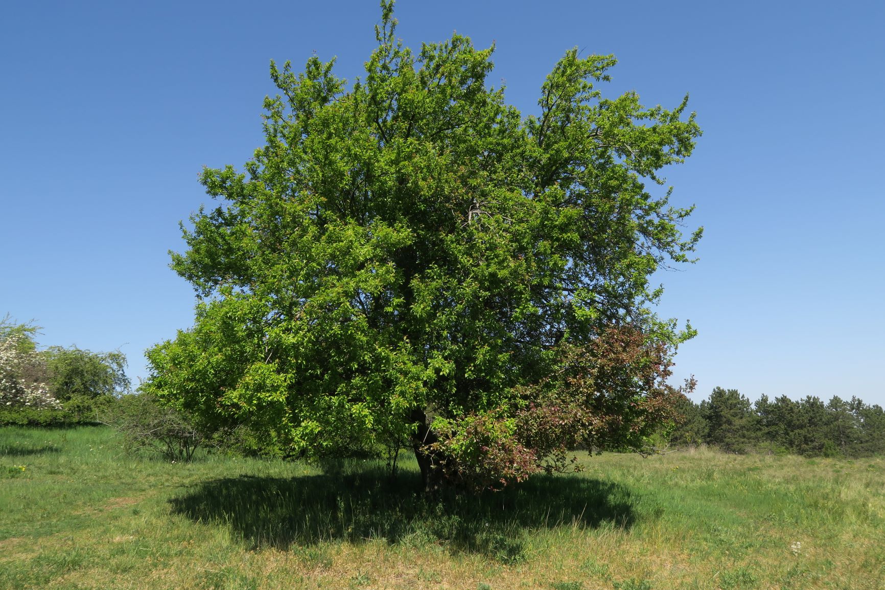 Prunus domestica Kultur-Pflaume mit Prunus cerasifera aufgepfropft), Perchtoldsdorfer Kleine Heide Obstbaumbereicvh 23.04.2020 C5X (4).JPG