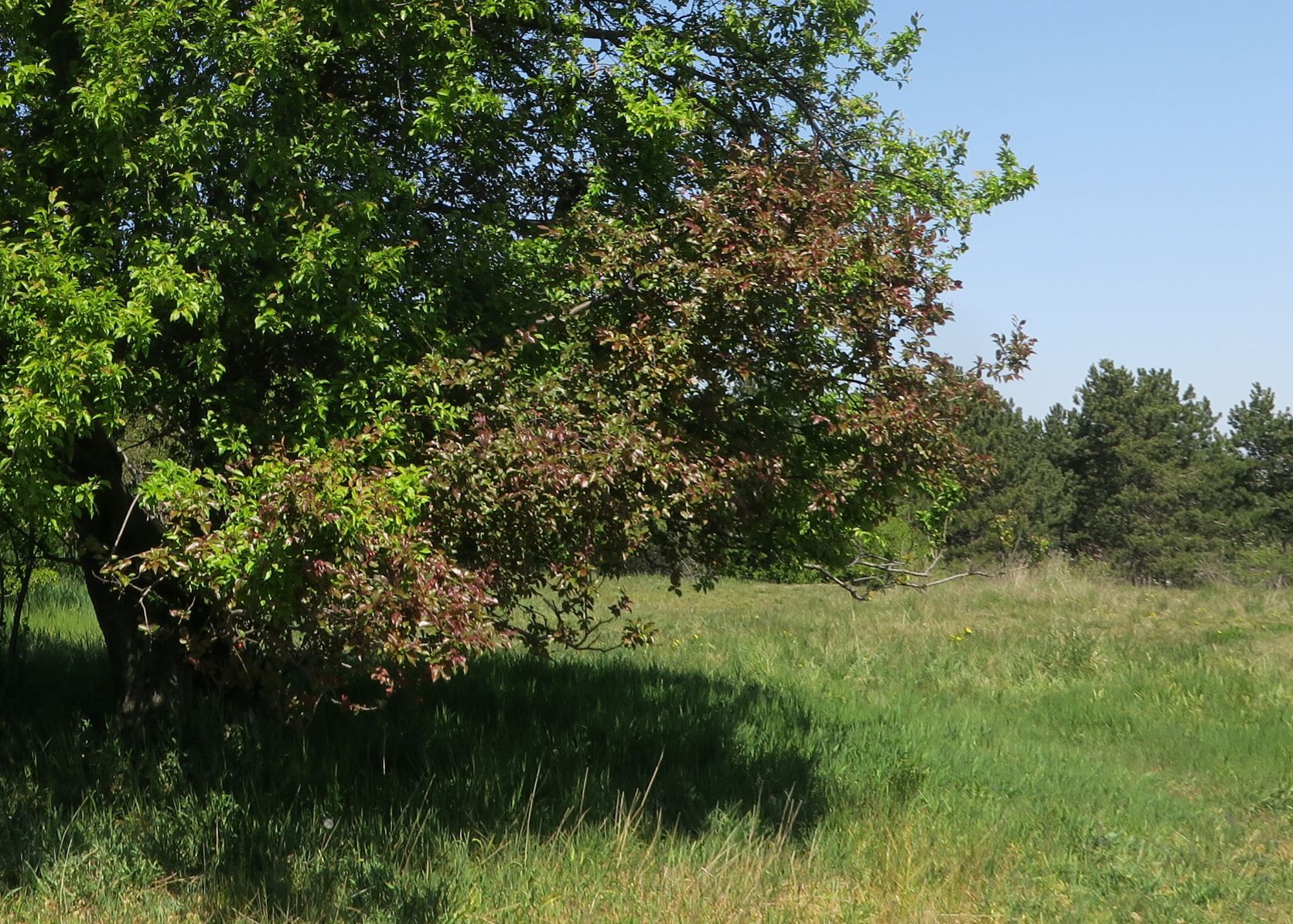 Prunus domestica Kultur-Pflaume mit Prunus cerasifera aufgepfropft), Perchtoldsdorfer Kleine Heide Obstbaumbereicvh 23.04.2020 C5X (.JPG