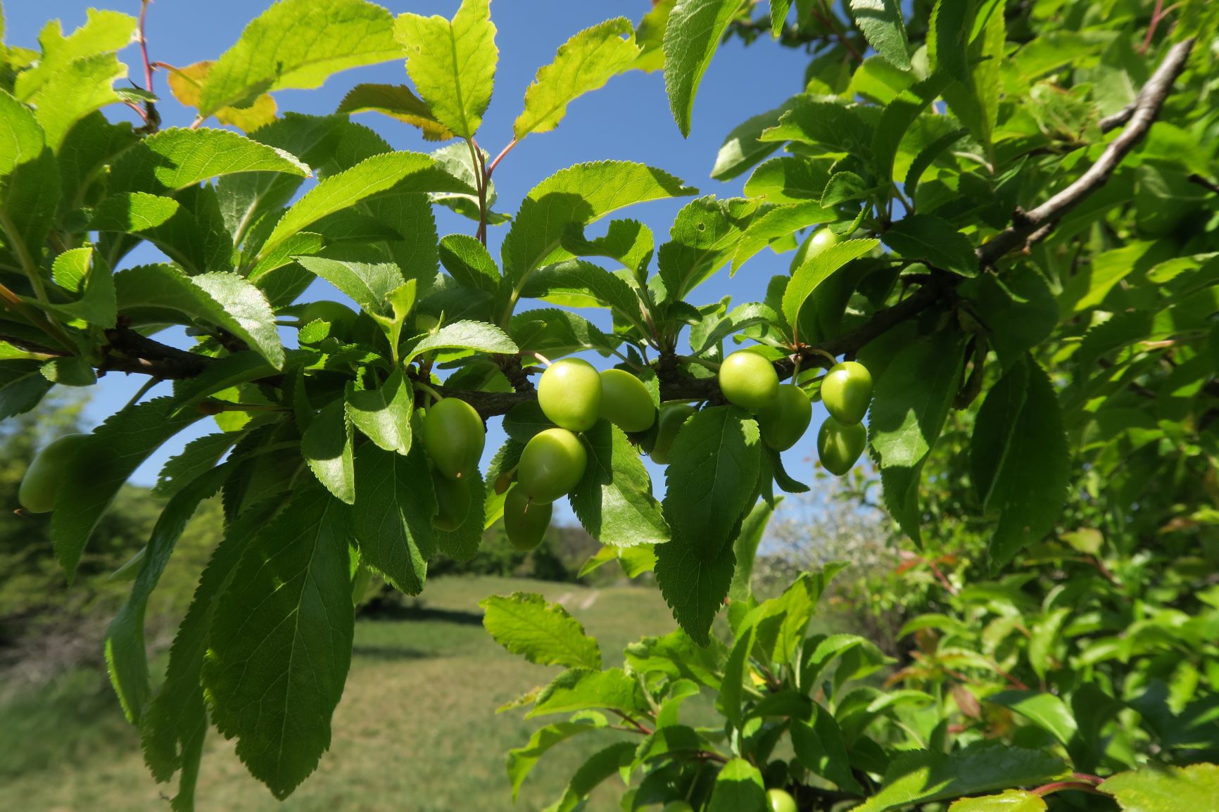 Prunus domestica Kultur-Pflaume, Perchtoldsdorfer Kleine Heide Obstbaumbereicvh 23.04.2020 C5X (2).JPG