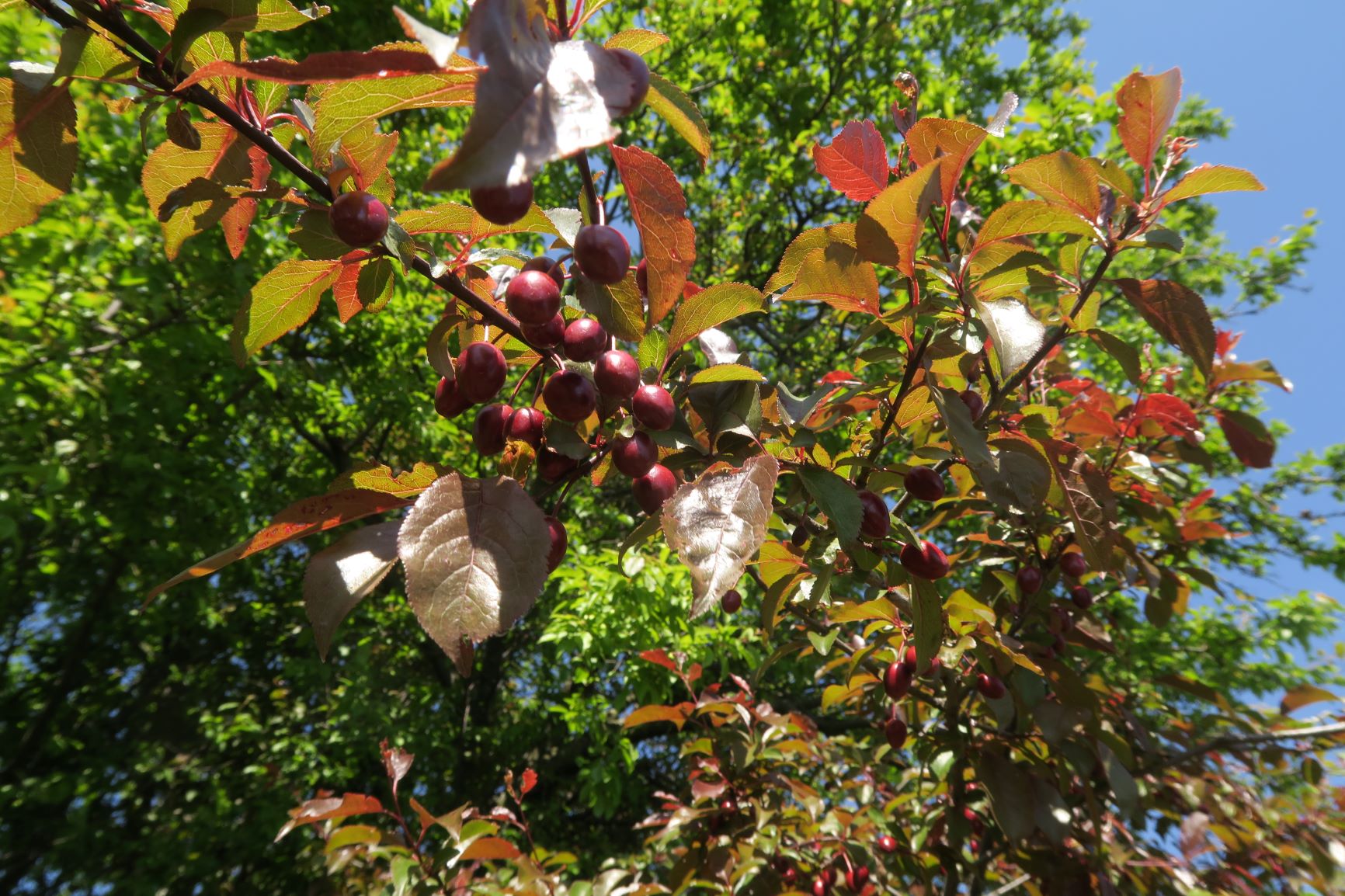 04.23 Perchtoldsdorfer Heiden Prunus Cerasifera auf Prunus domestica aufgepropft), Perchtoldsdorfer Kleine Heide 23.04.2020 C5X (2) - Kopie.JPG