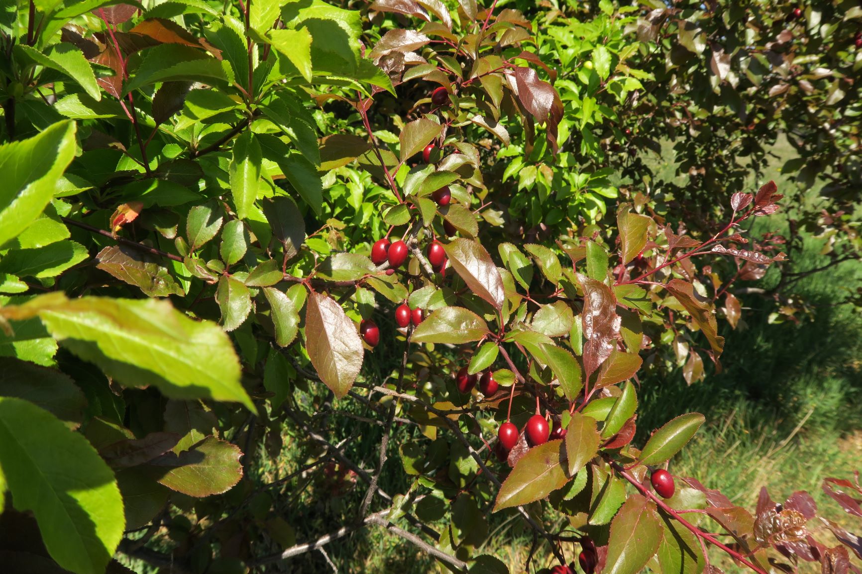 Prunus domestica mit Cornus) mas aufegpropft), Perchtoldsdorfer Kleine Heide Obstbaumbereich 23.04.2020 C5X (4).JPG
