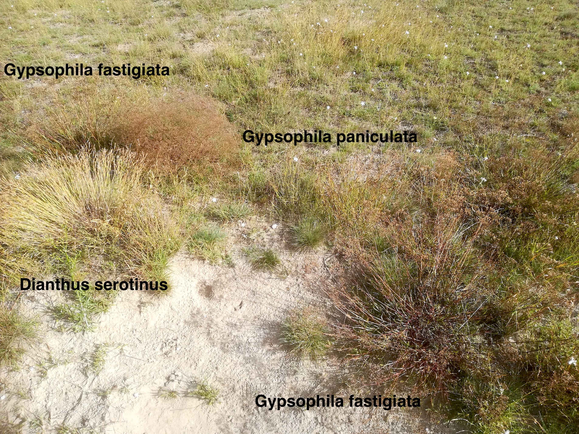 gypsophila paniculata und gypsophila fastigiata syntop pionierstandort bei tierbau NSG windmühle bei lassee_20200824_091625.jpg