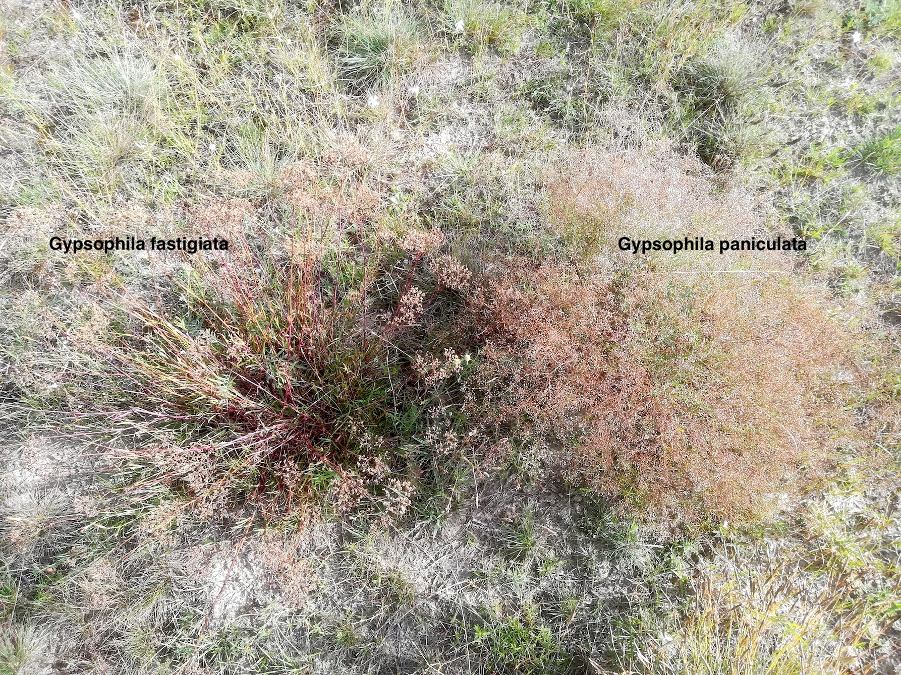 gypsophila fastigiata und gypsophila paniculata syntop NSG windmühle bei lassee_20200824_091649.jpg