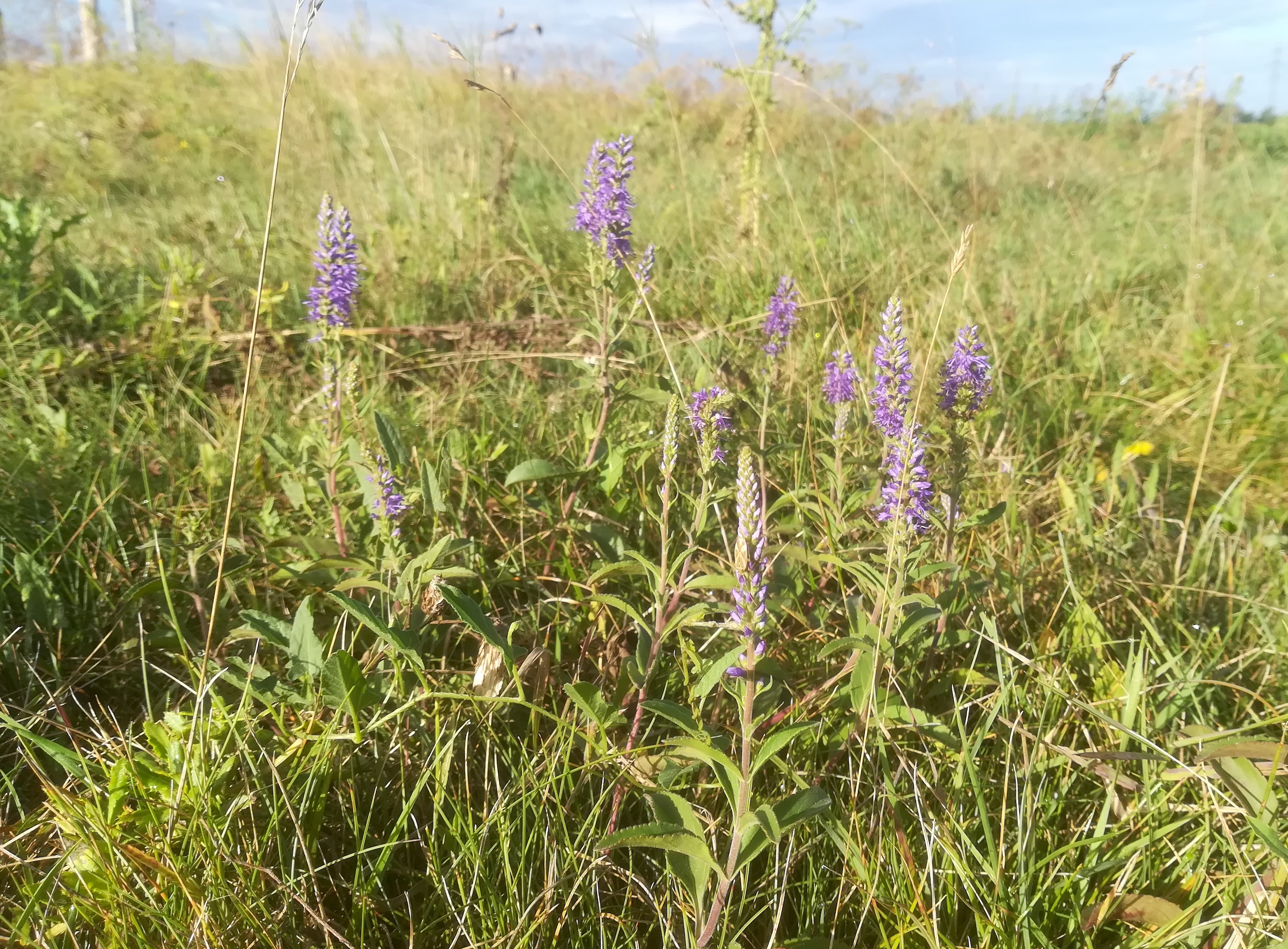 veronica spicata s. str. NSG windmühle bei lassee_20200824_081731.jpg