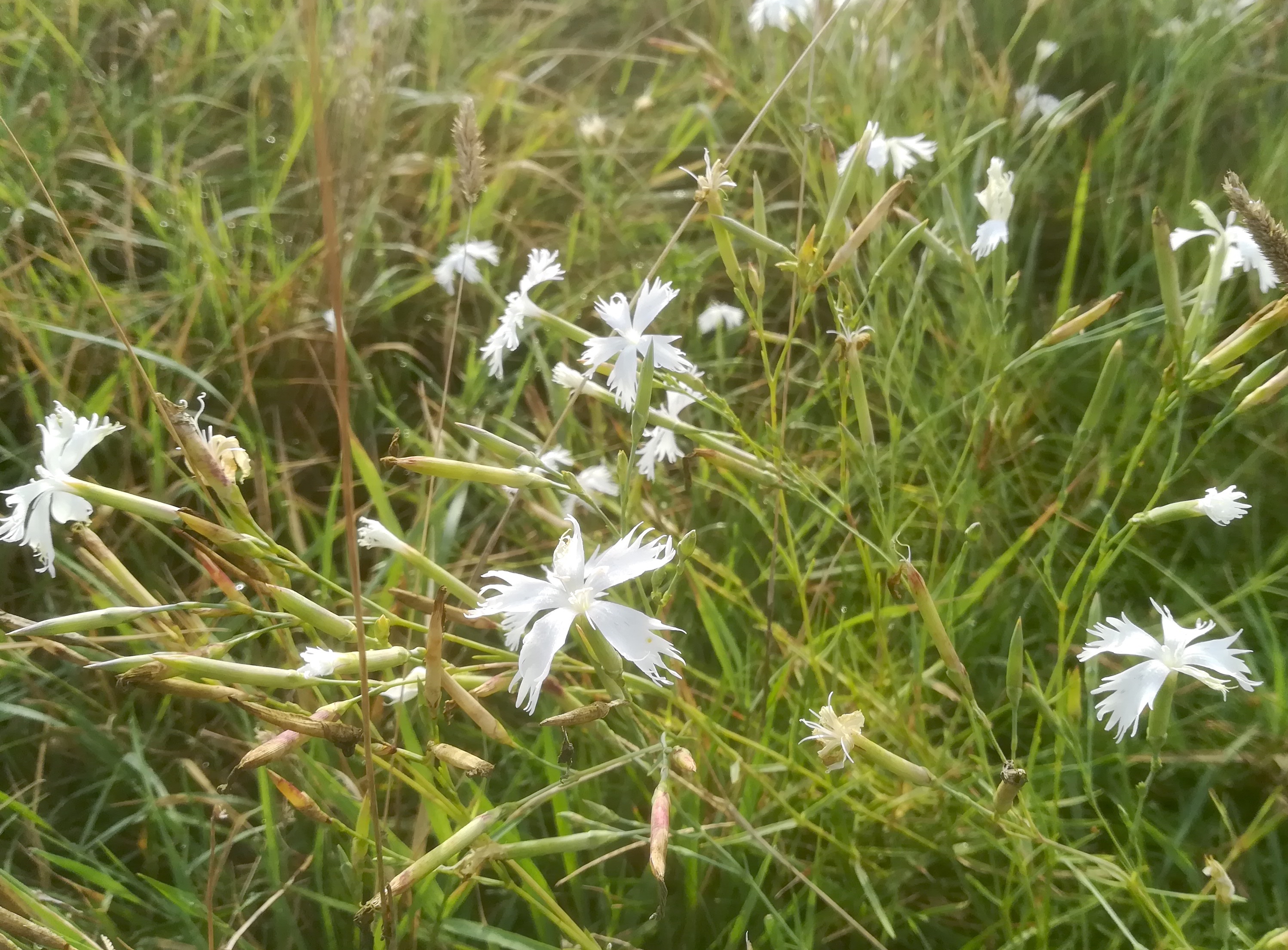 dianthus serotinus NSG windmühle bei lassee_20200824_082014.jpg