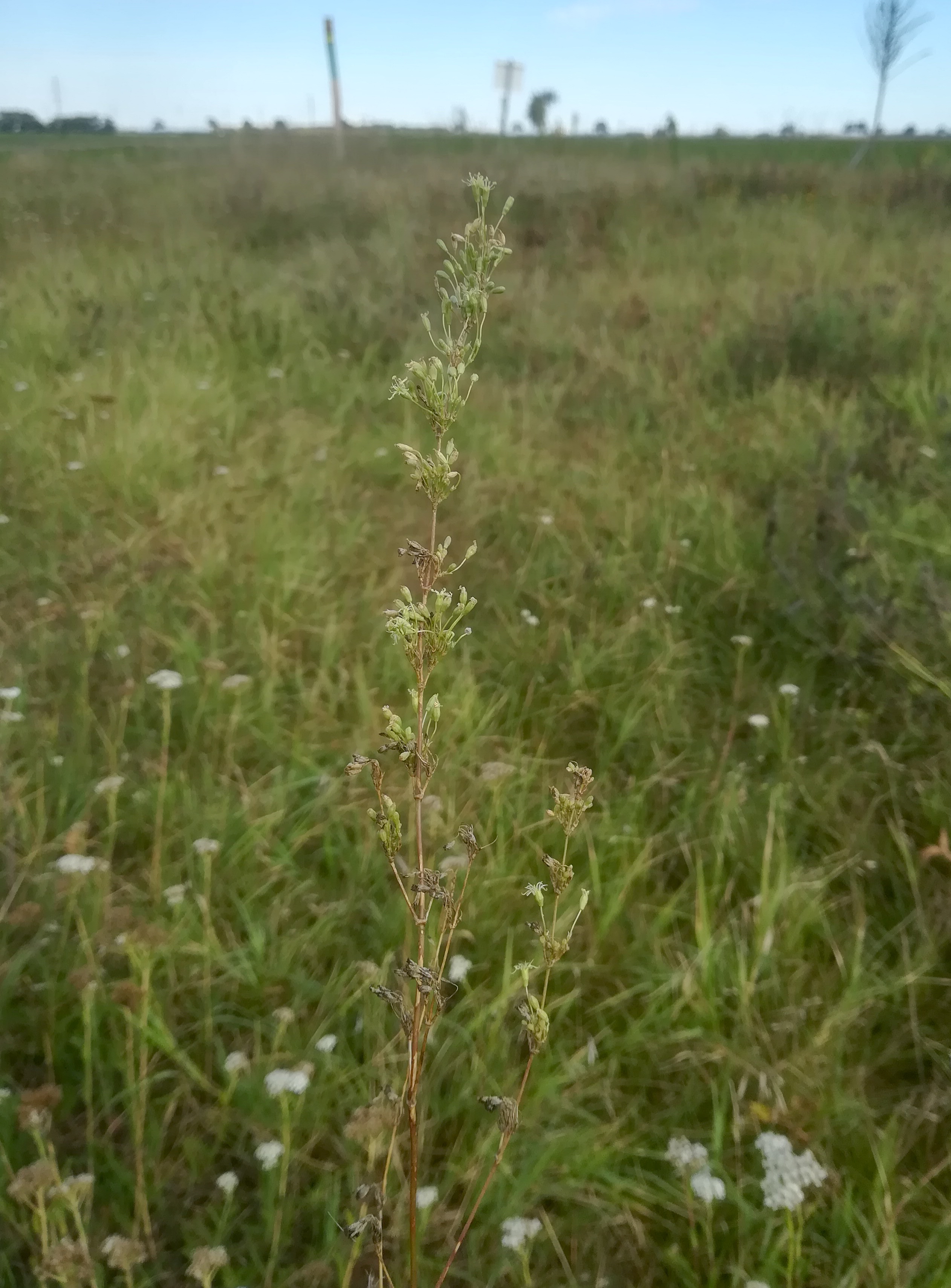 silene otites NSG windmühle bei lassee_20200824_082751.jpg